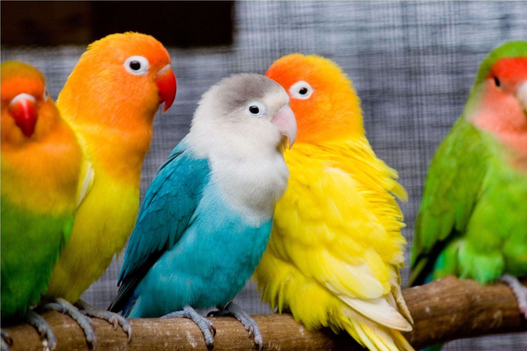 Beautiful Birds Wallpapers Wallpapers