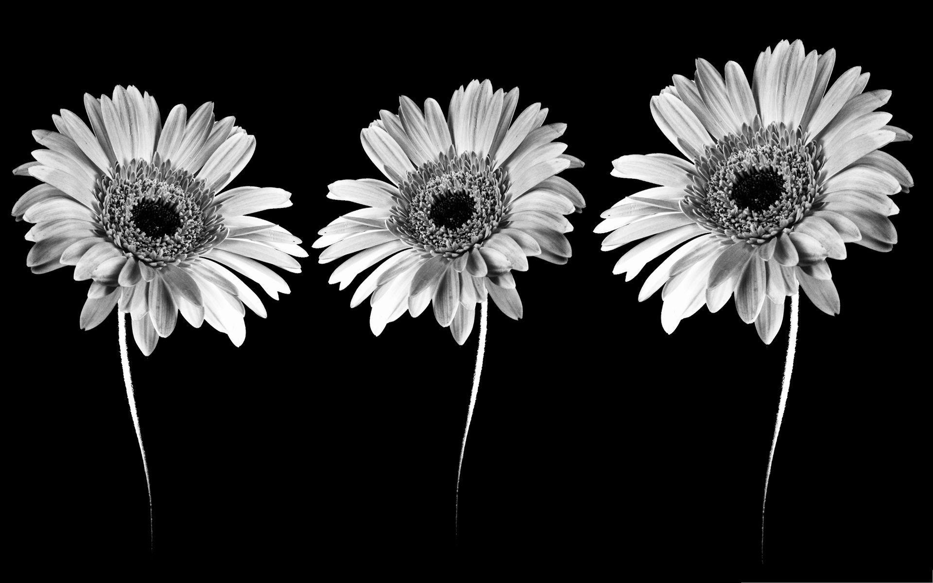 Beautiful Black And White Flower Wallpapers