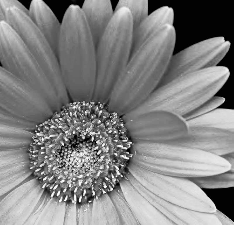 Beautiful Black And White Flower Wallpapers