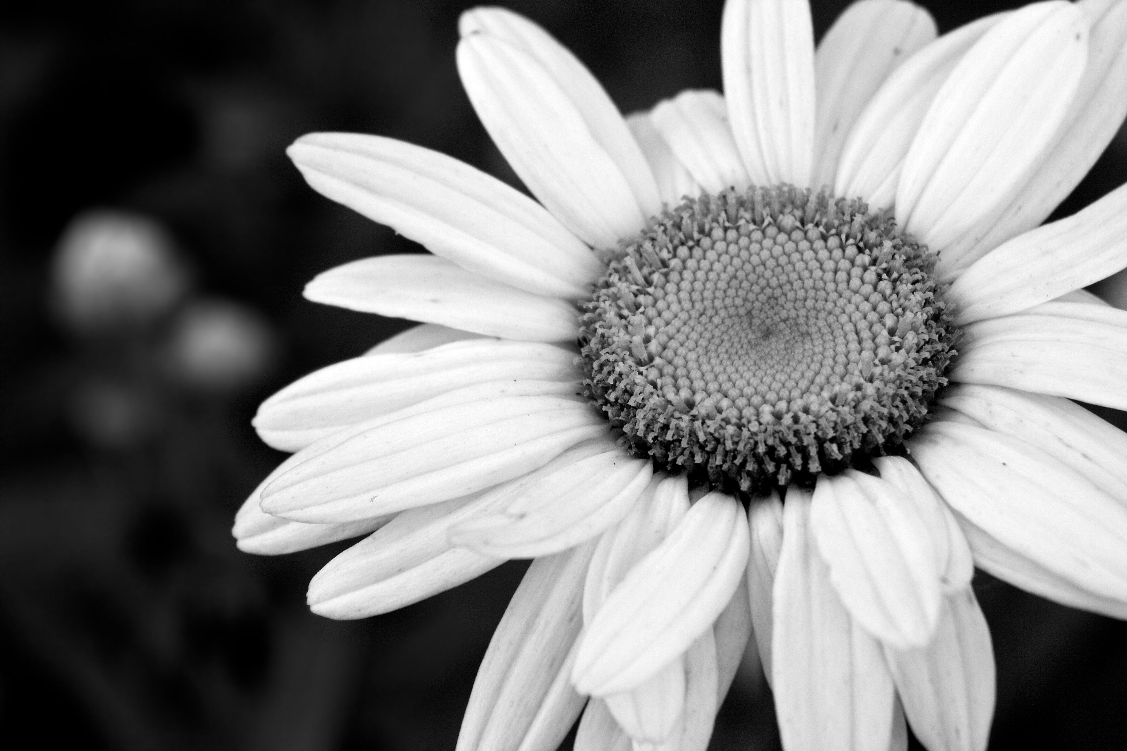 Beautiful Black And White Flower Wallpapers