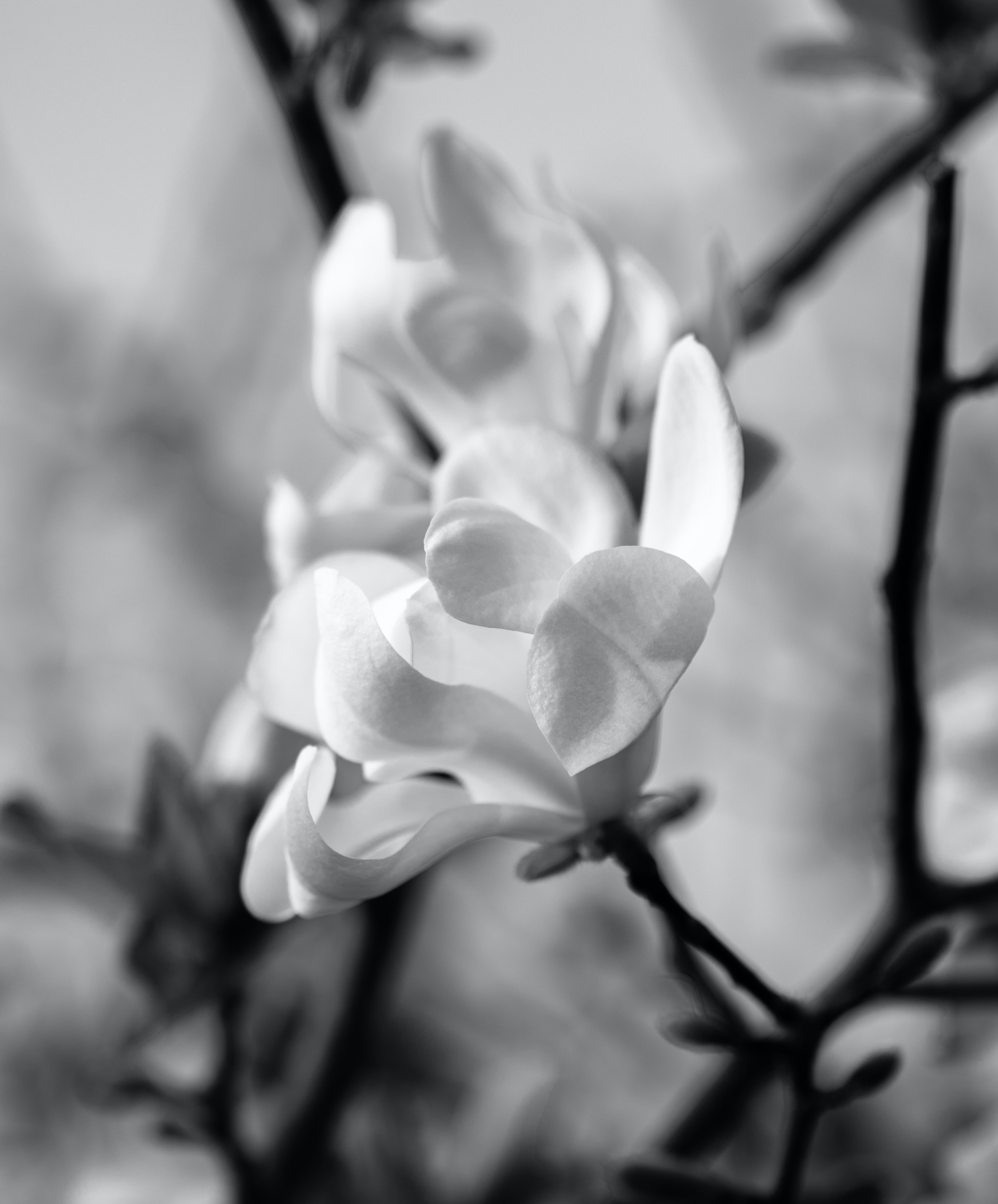 Beautiful Black And White Flower Wallpapers