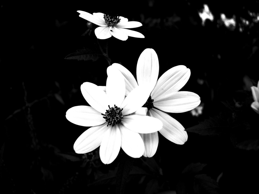 Beautiful Black And White Flower Wallpapers