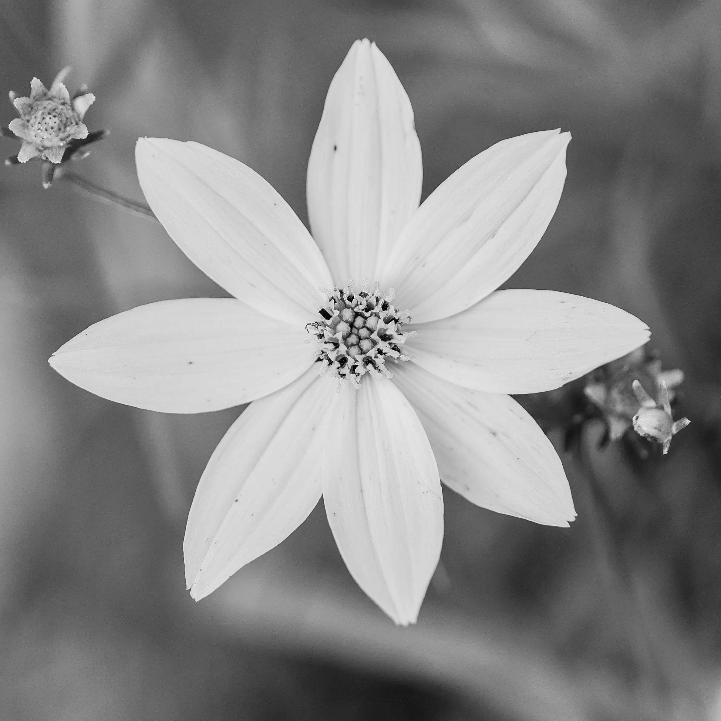 Beautiful Black And White Flower Wallpapers