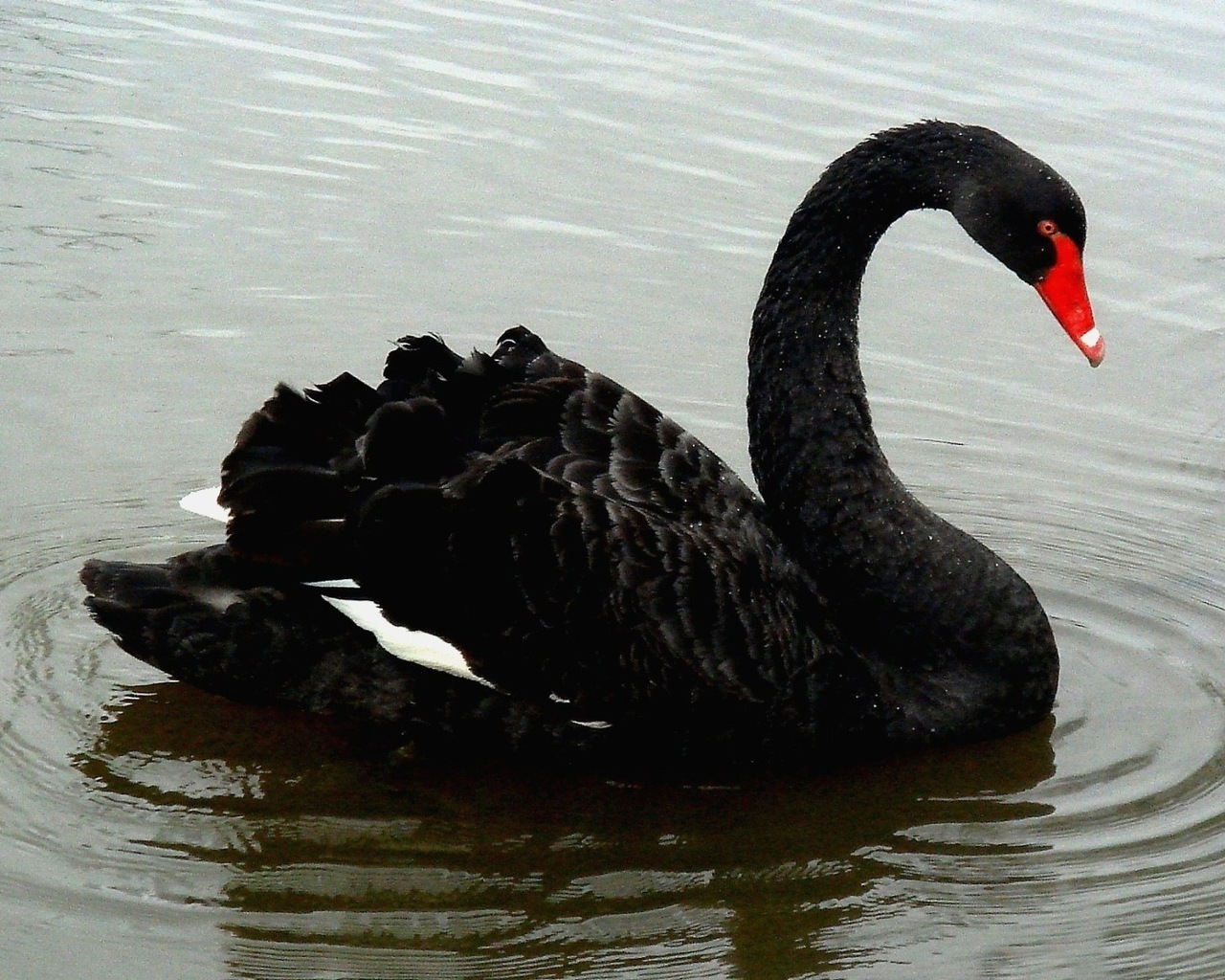 Beautiful Black Swan Wallpapers Wallpapers