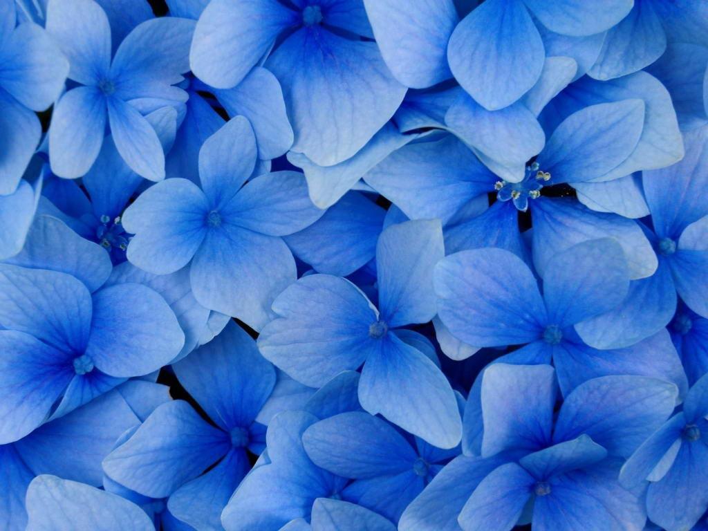 Beautiful Blue Wallpapers