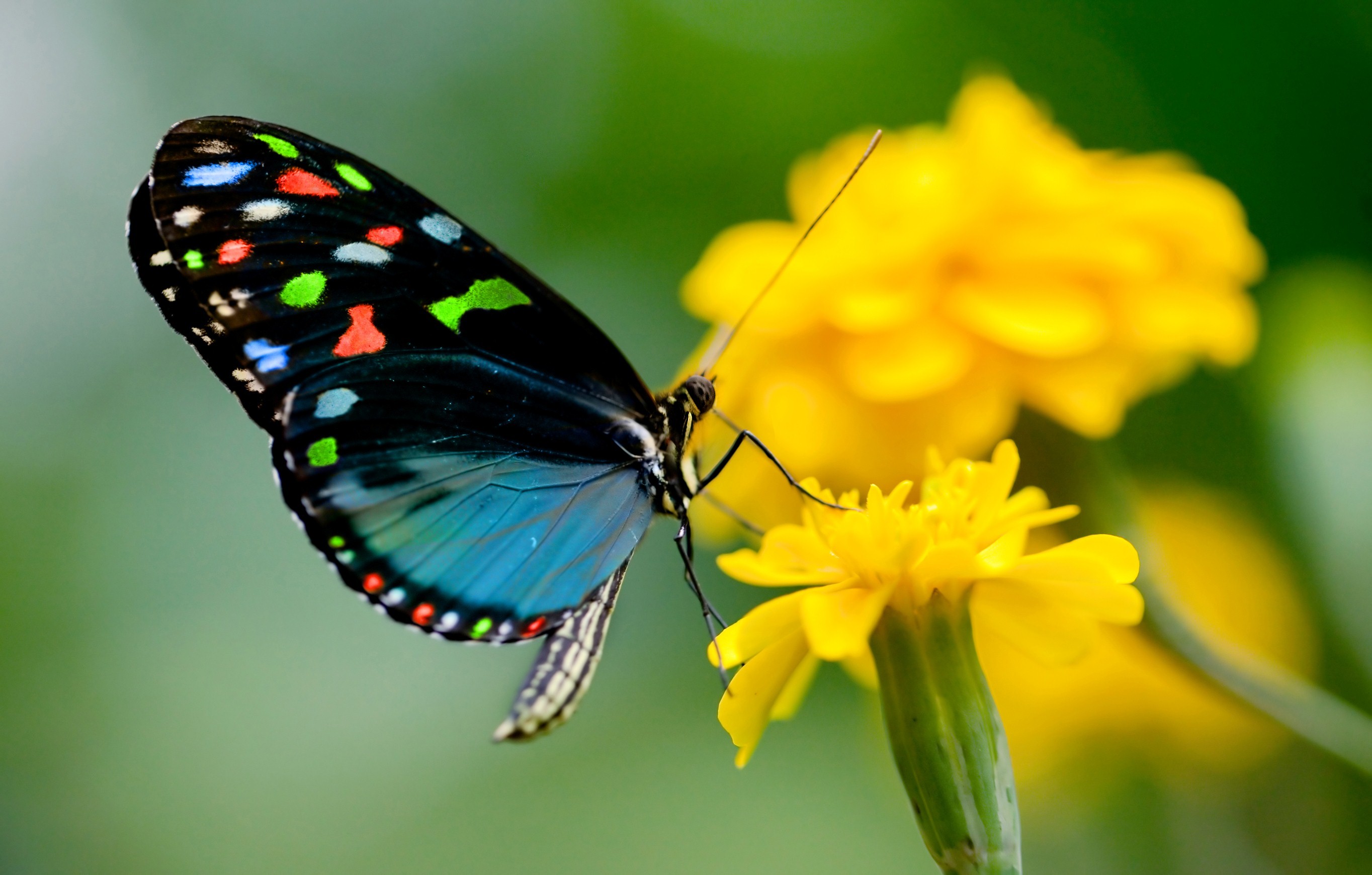 Beautiful Butterflies Wallpaper Wallpapers