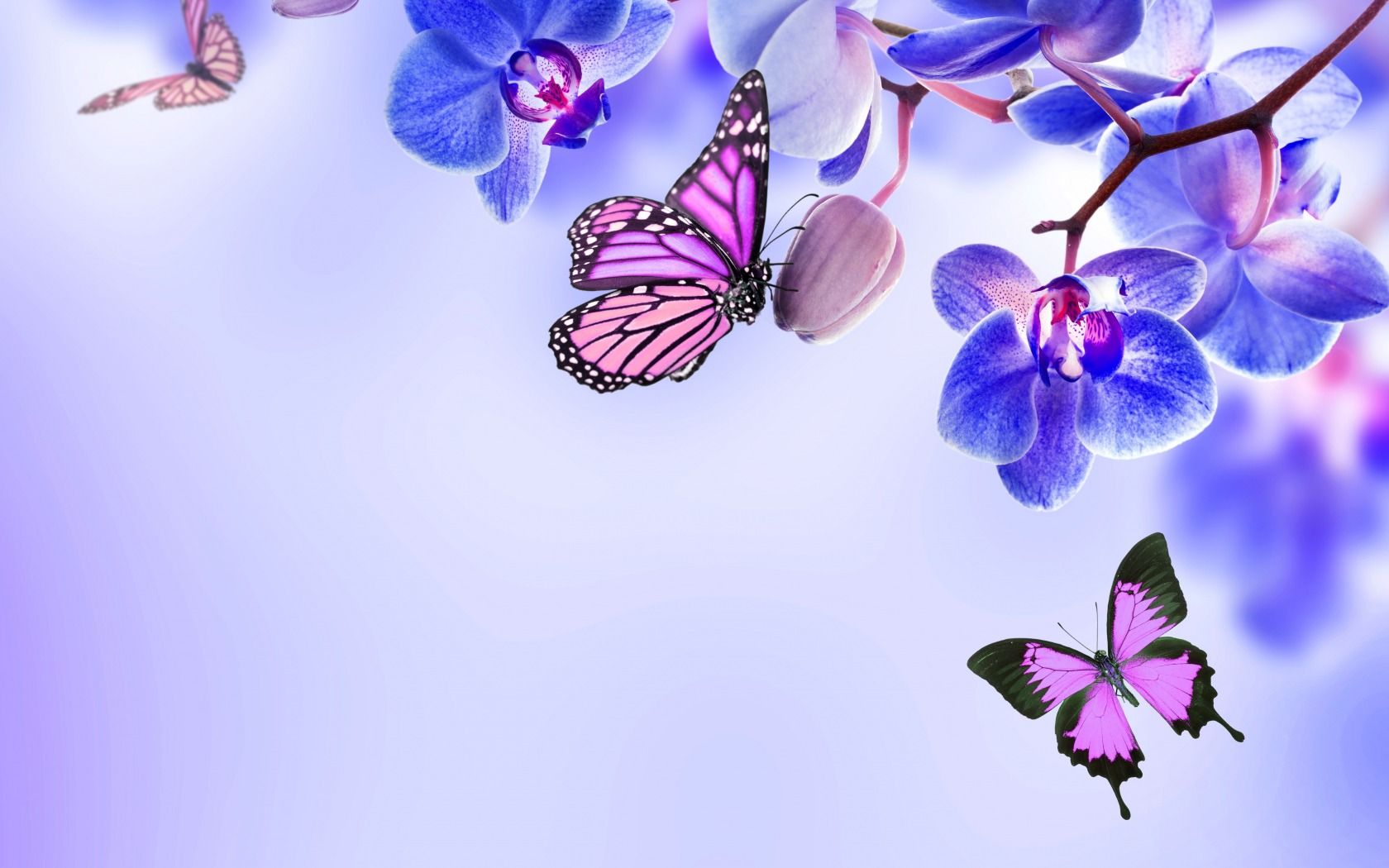 Beautiful Butterflies Wallpaper Wallpapers