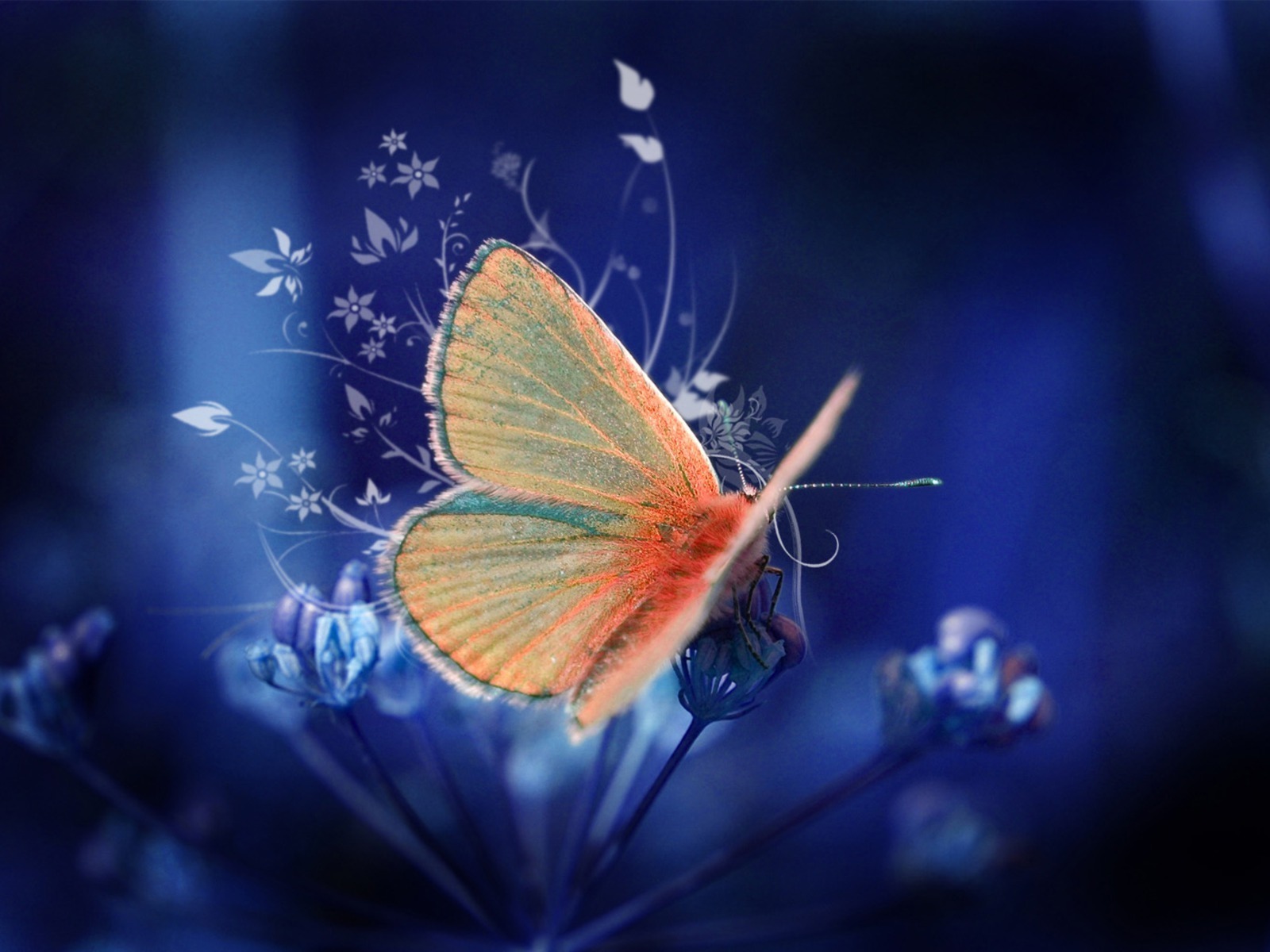 Beautiful Butterflies Wallpaper Wallpapers