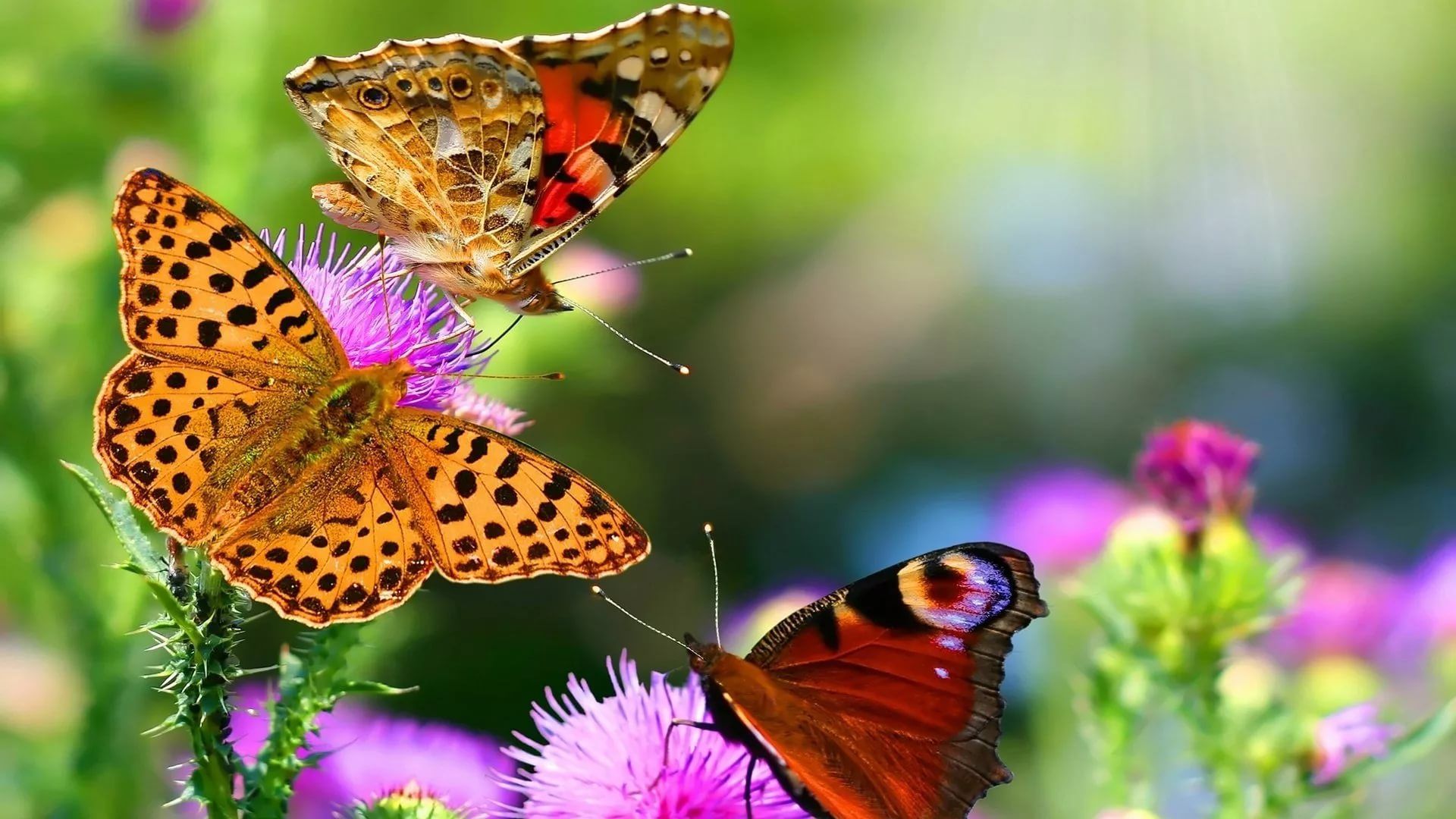 Beautiful Butterfly Wallpapers