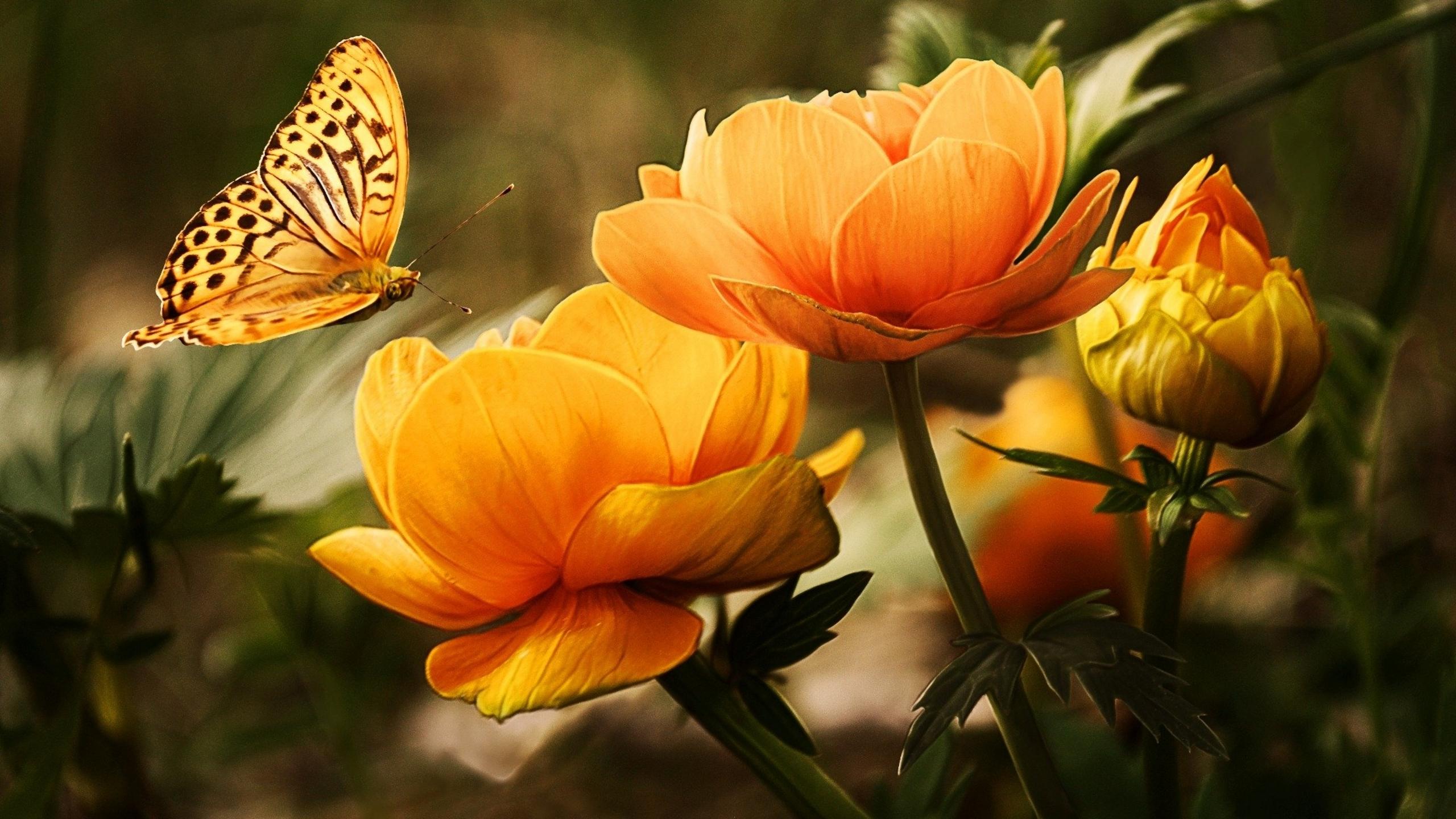 Beautiful Butterfly Wallpapers