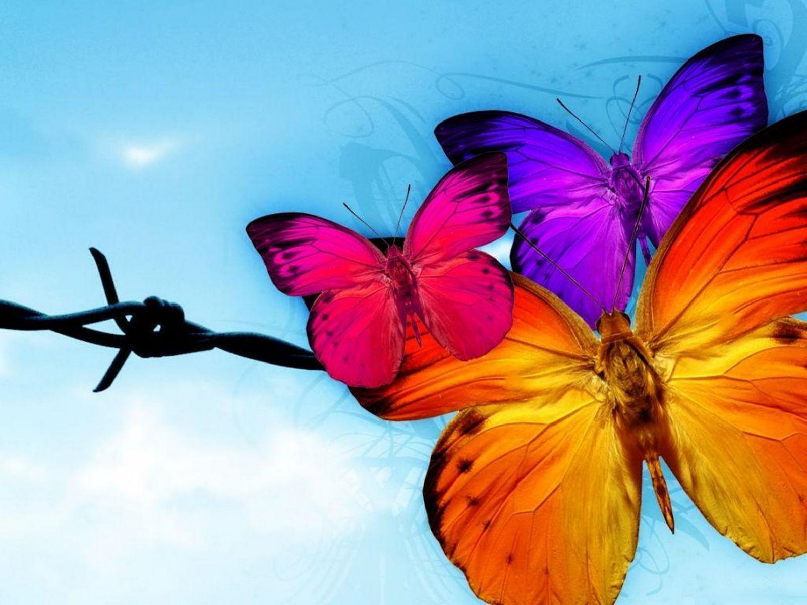 Beautiful Butterfly Wallpapers