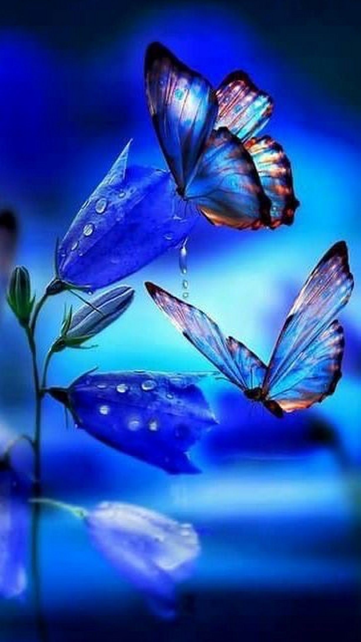 Beautiful Butterfly Wallpapers