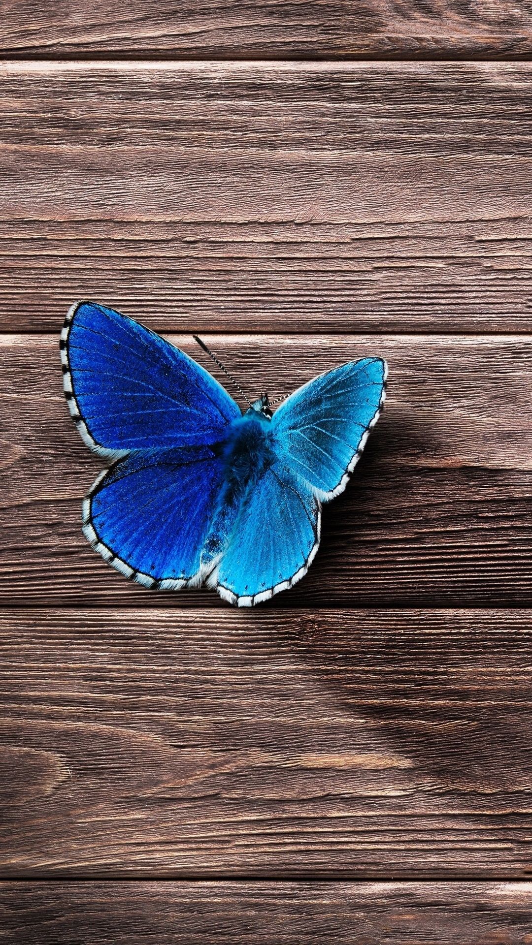 Beautiful Butterfly Iphone Wallpapers