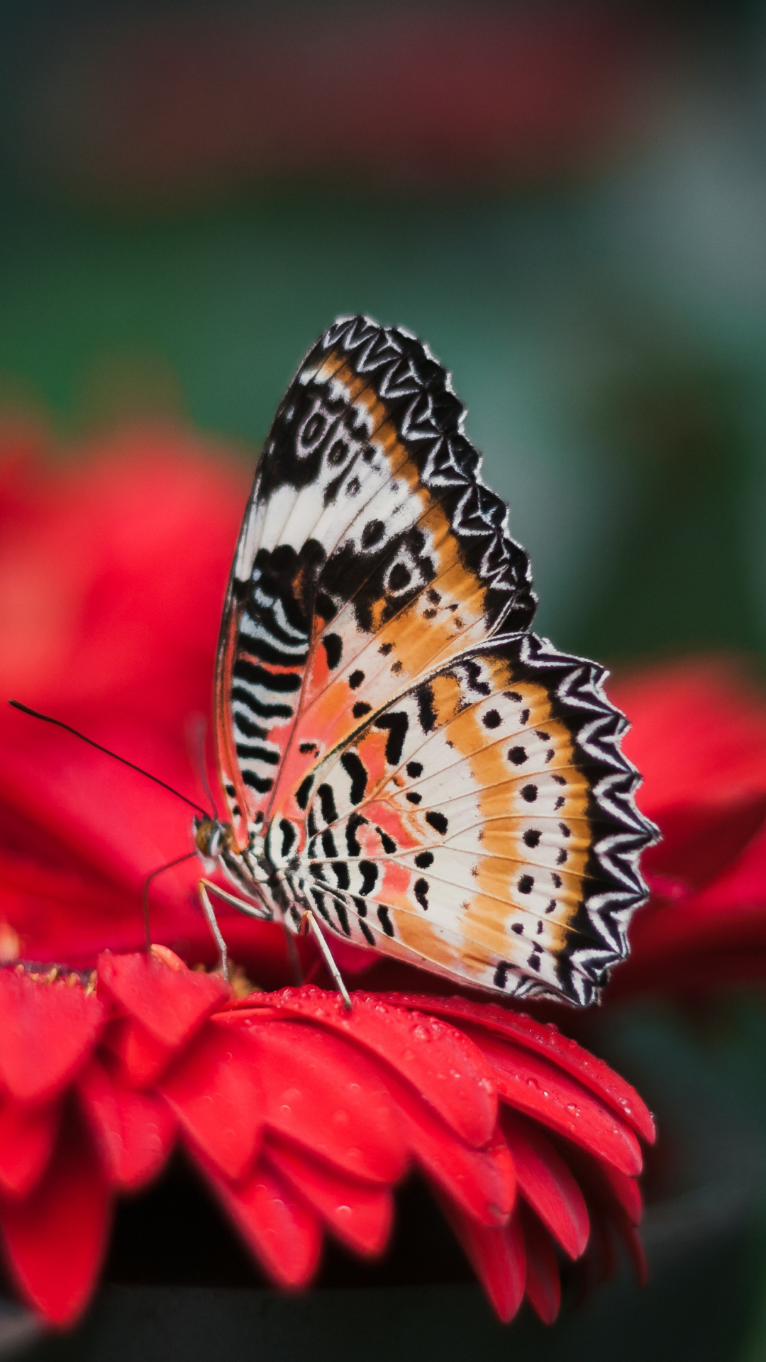 Beautiful Butterfly Iphone Wallpapers