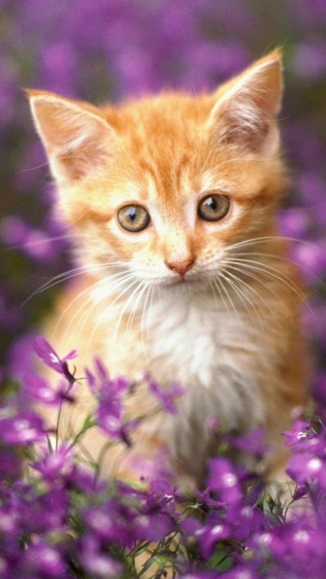 Beautiful Cats Wallpapers