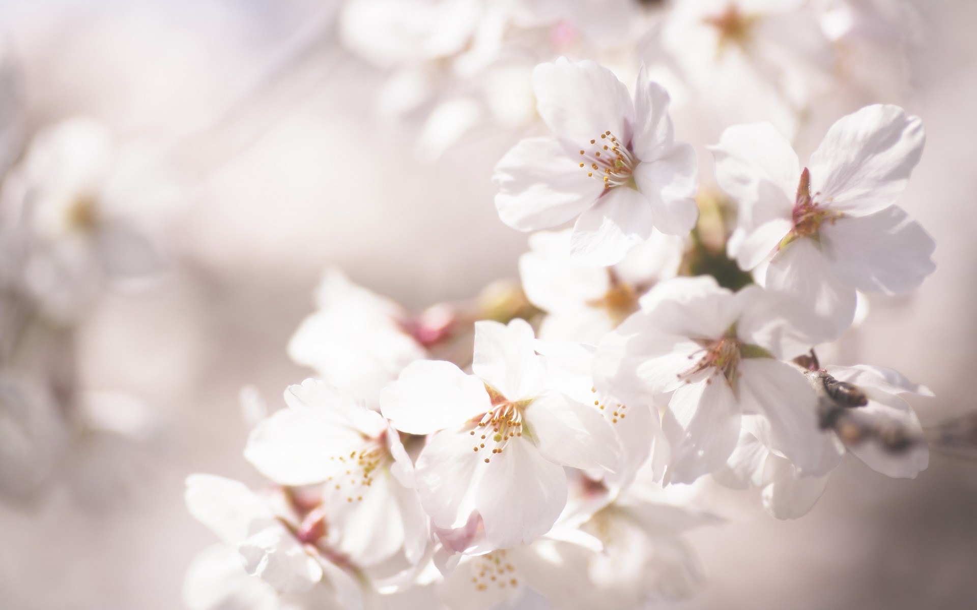 Beautiful Cherry Blossom Branch Wallpapers