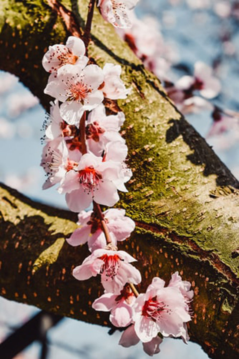 Beautiful Cherry Blossom Branch Wallpapers