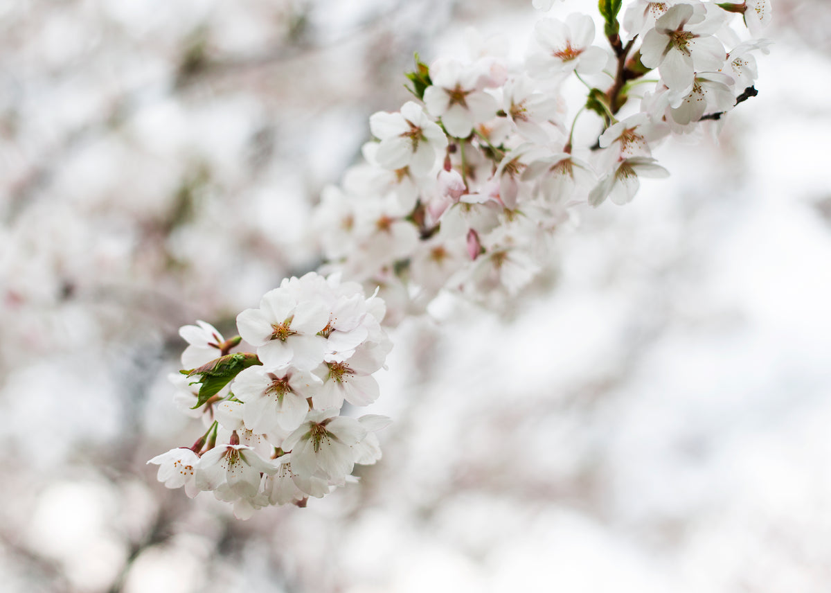 Beautiful Cherry Blossom Branch Wallpapers