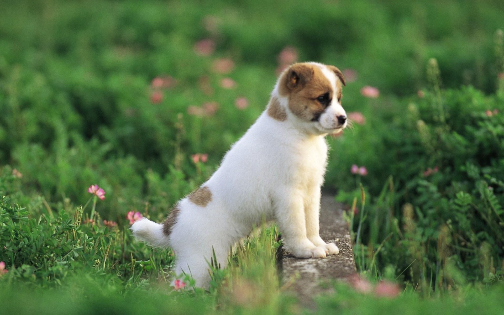 Beautiful Dog Wallpapers