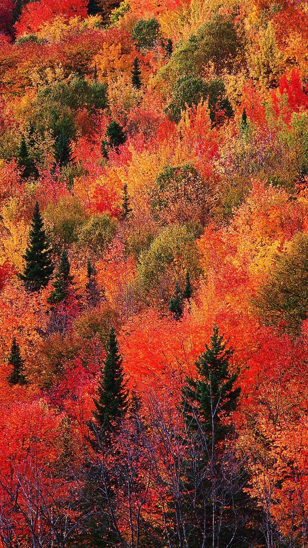 Beautiful Fall Iphone Wallpapers