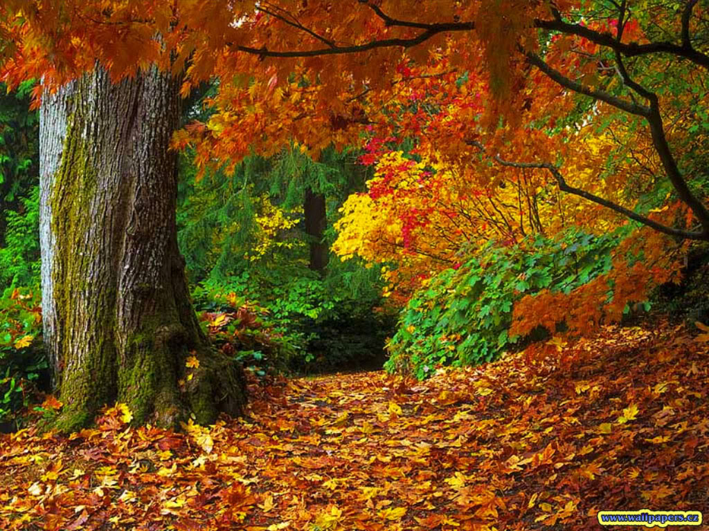 Beautiful Fall Pictures Wallpapers