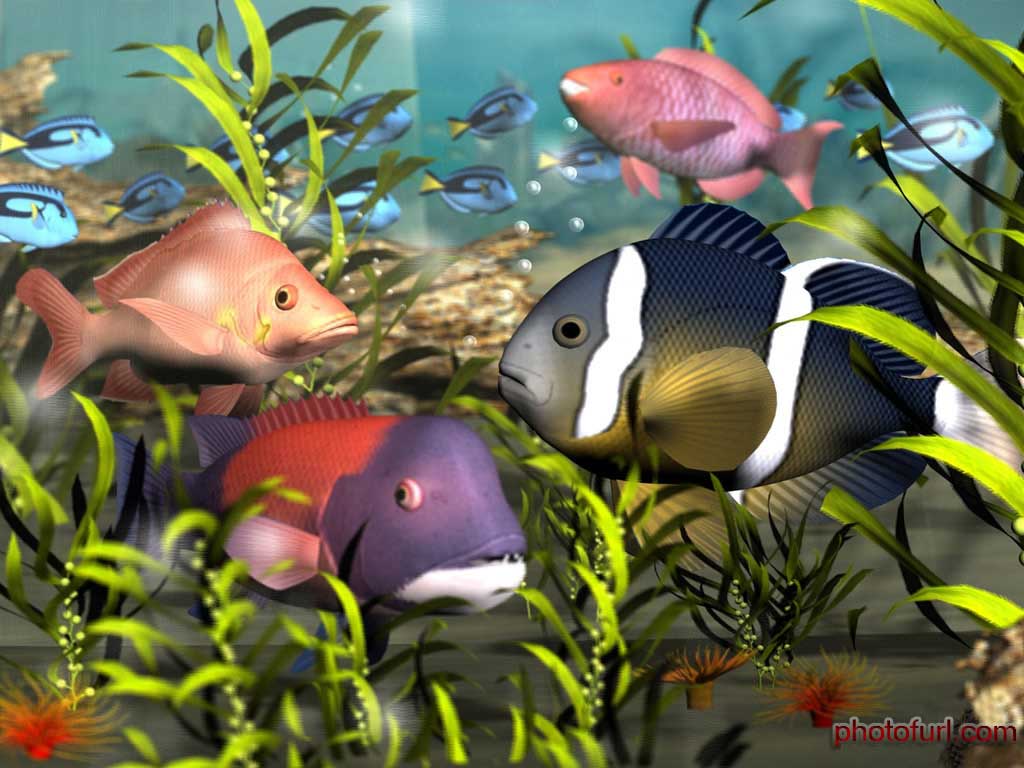 Beautiful Fish Wallpapers