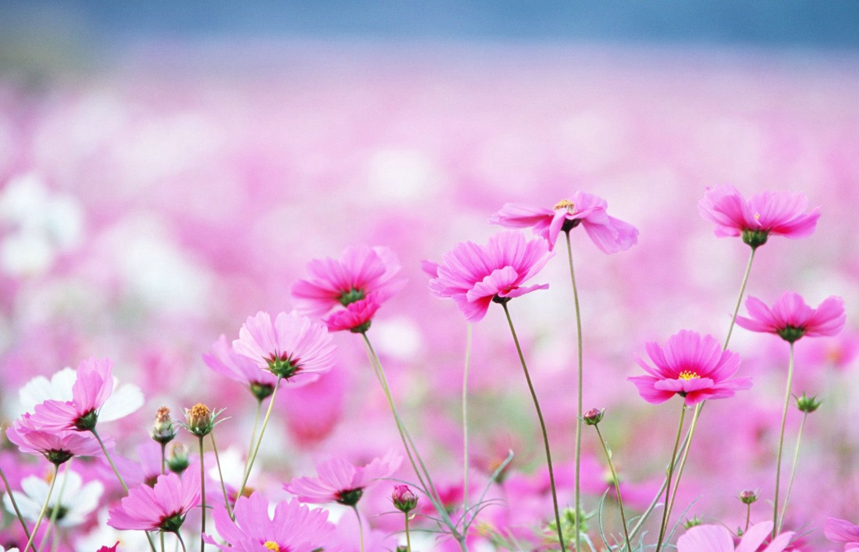 Beautiful Flowers Wallpaper Wallpapers