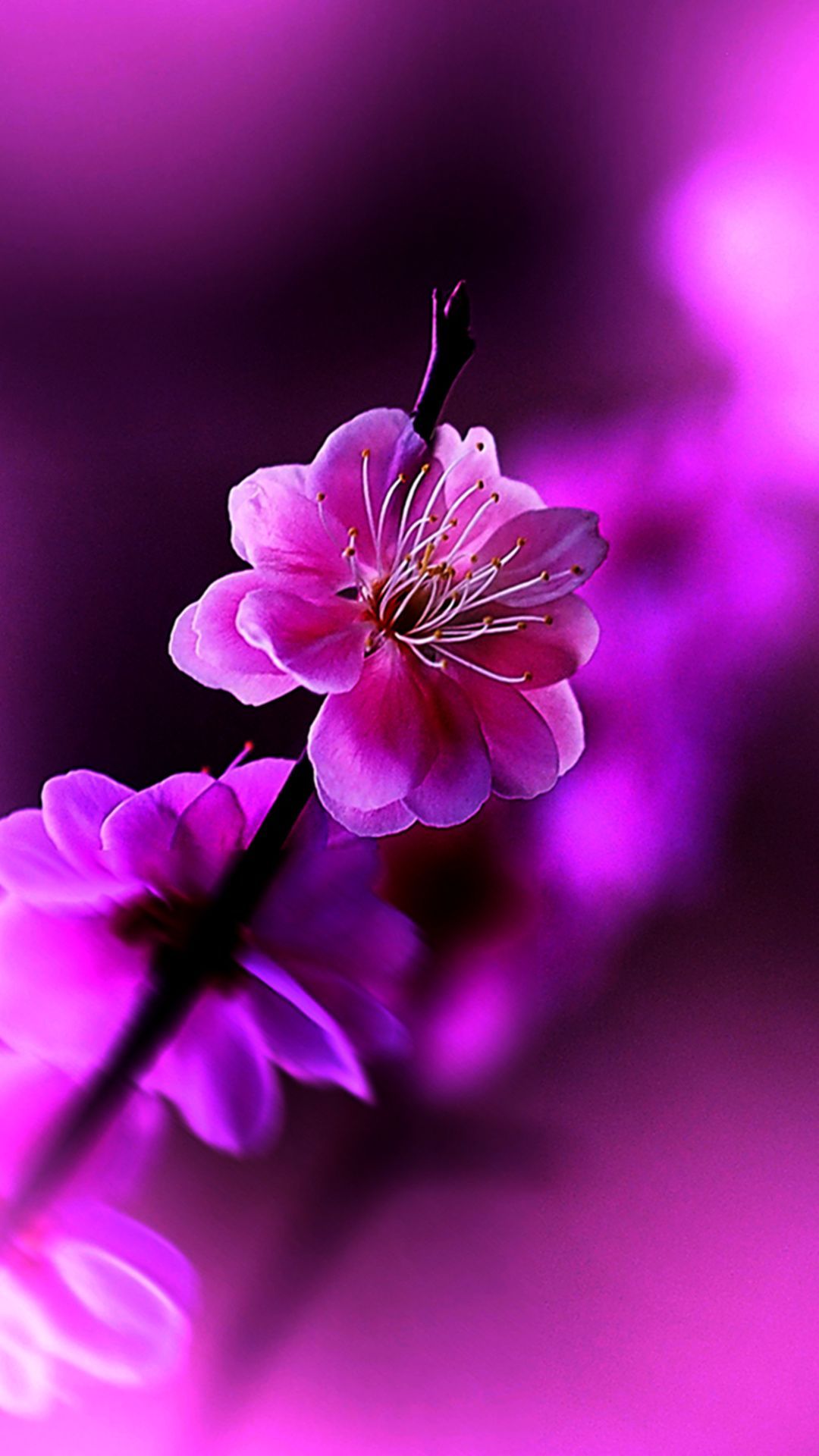 Beautiful Flowers Wallpaper Wallpapers