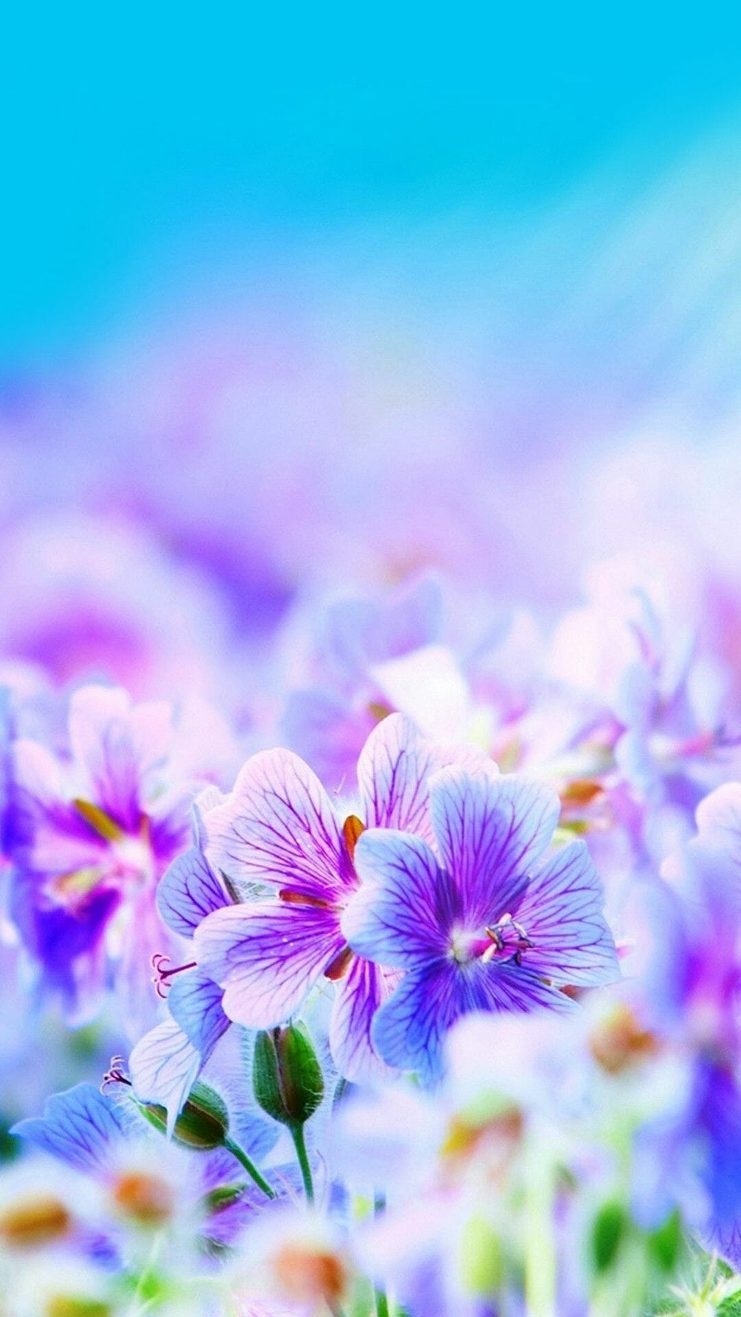 Beautiful Flowers Wallpaper Wallpapers