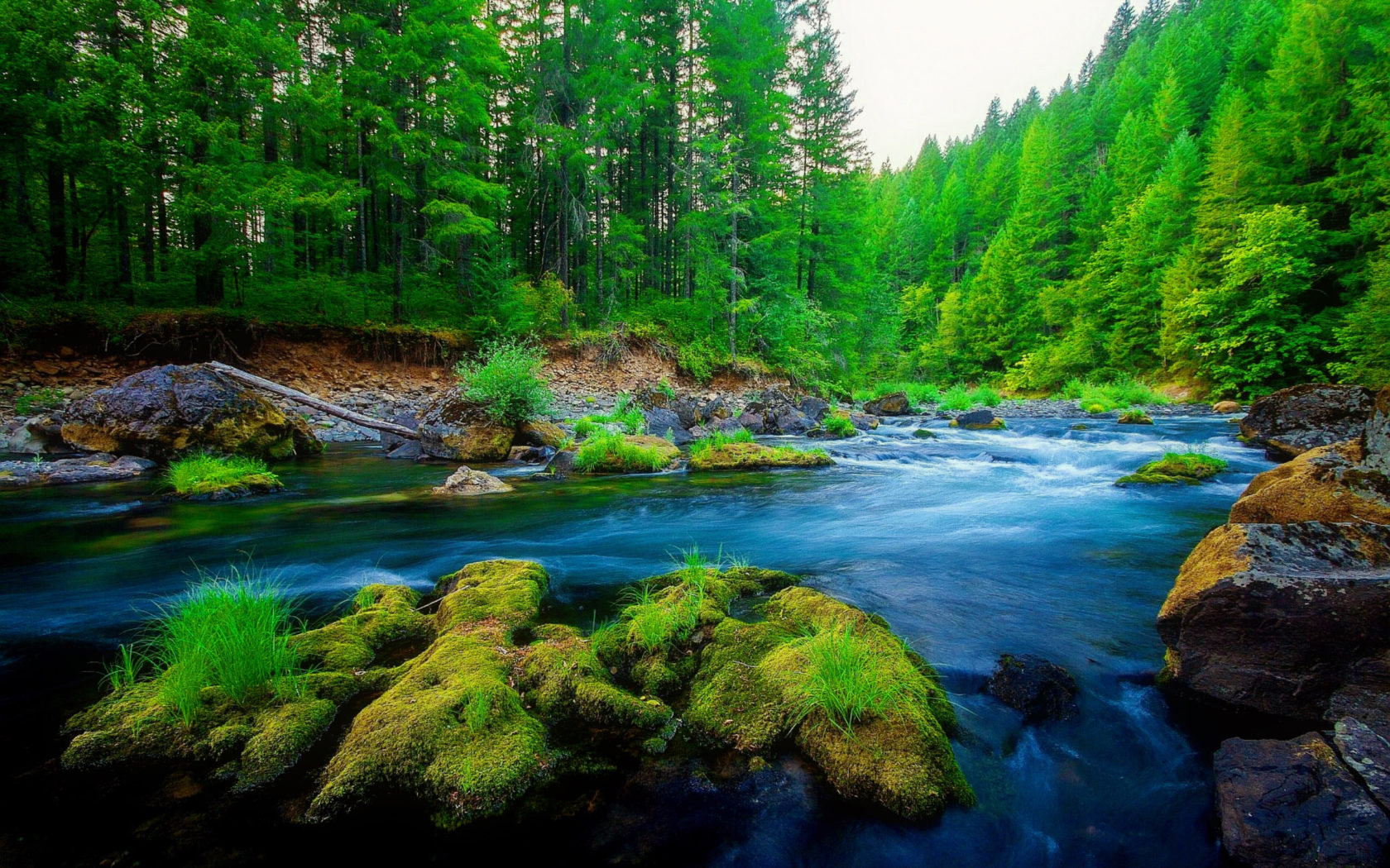 Beautiful Forest Hd Wallpapers