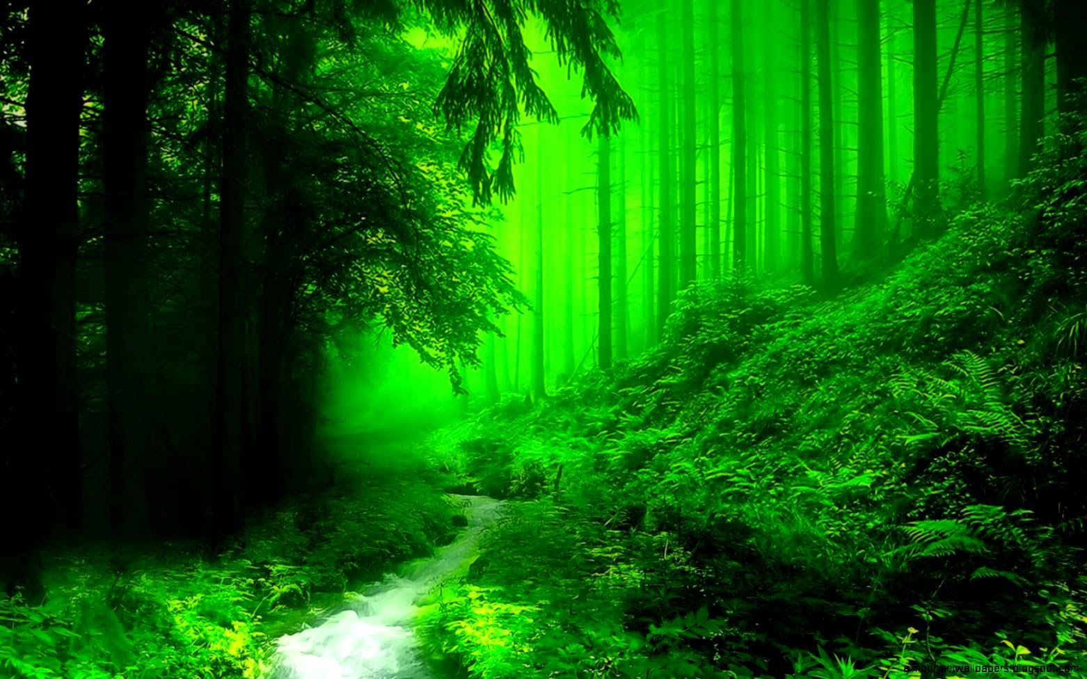 Beautiful Forest Hd Wallpapers