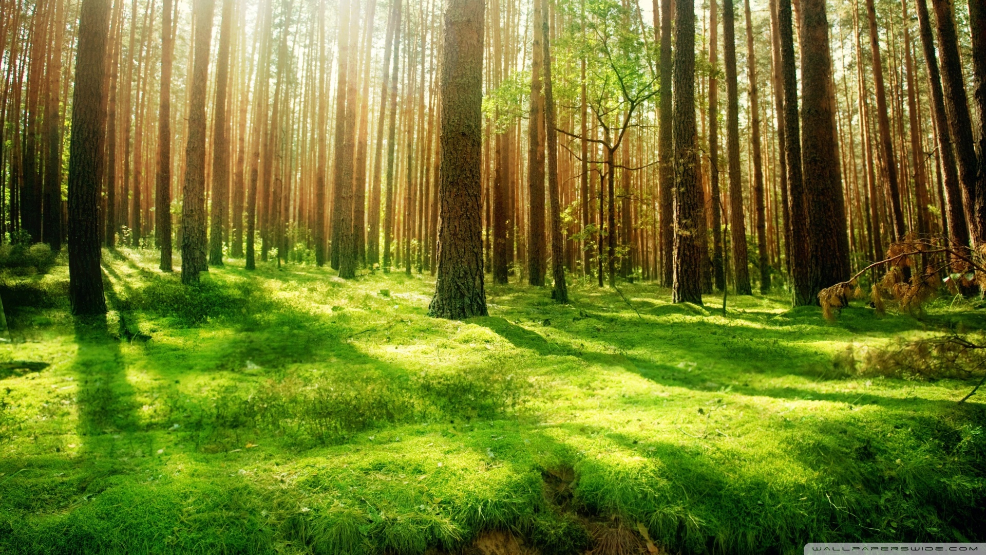 Beautiful Forest Wallpaper Wallpapers