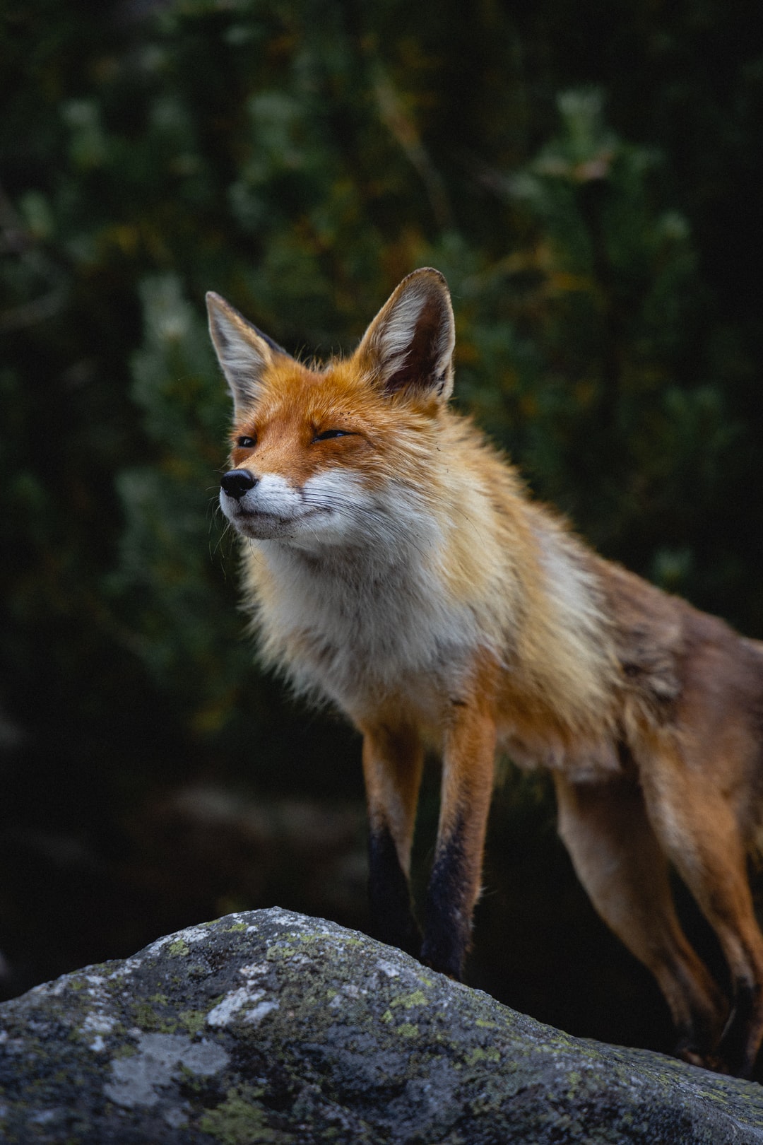 Beautiful Fox Wallpapers