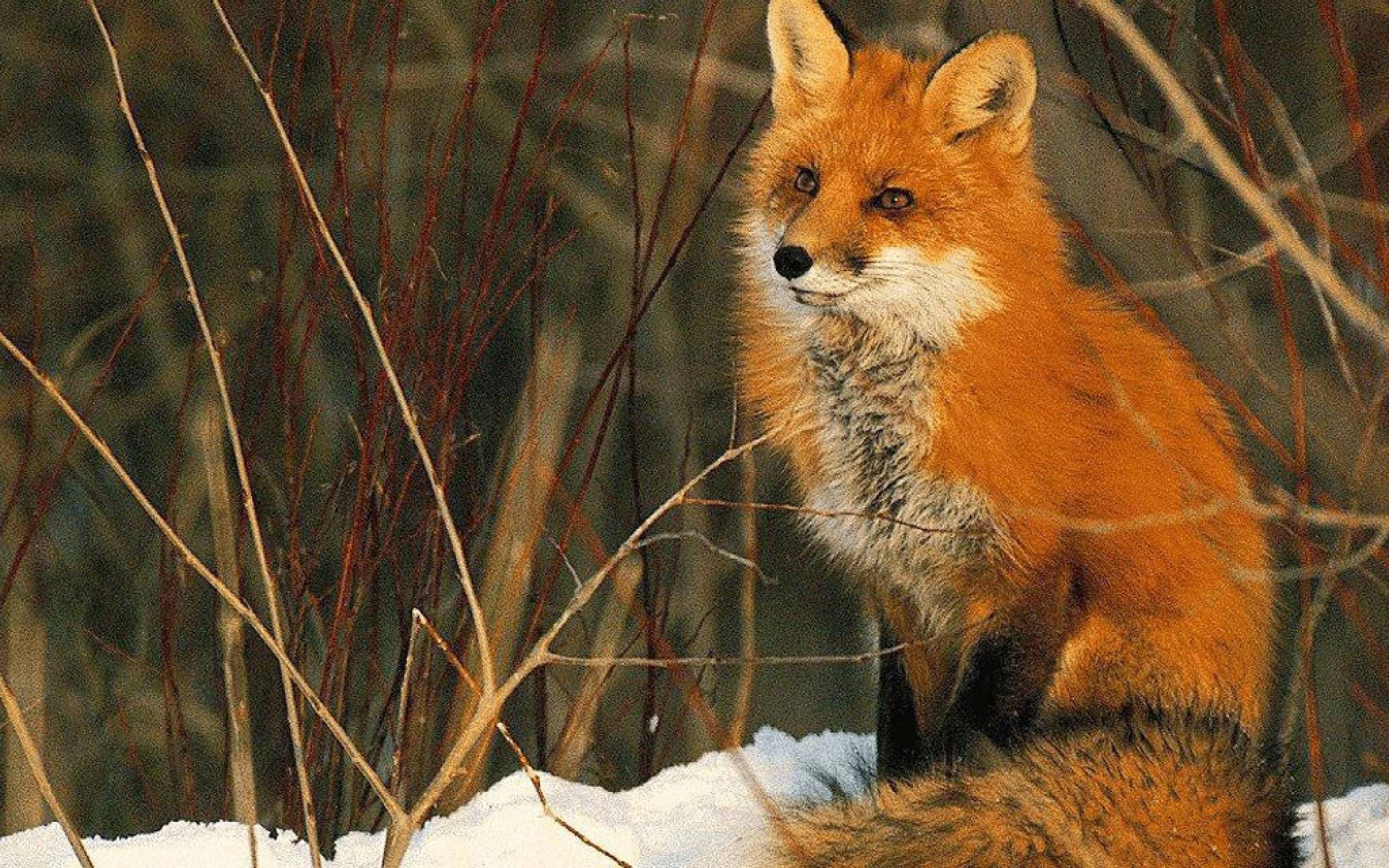 Beautiful Fox Wallpapers