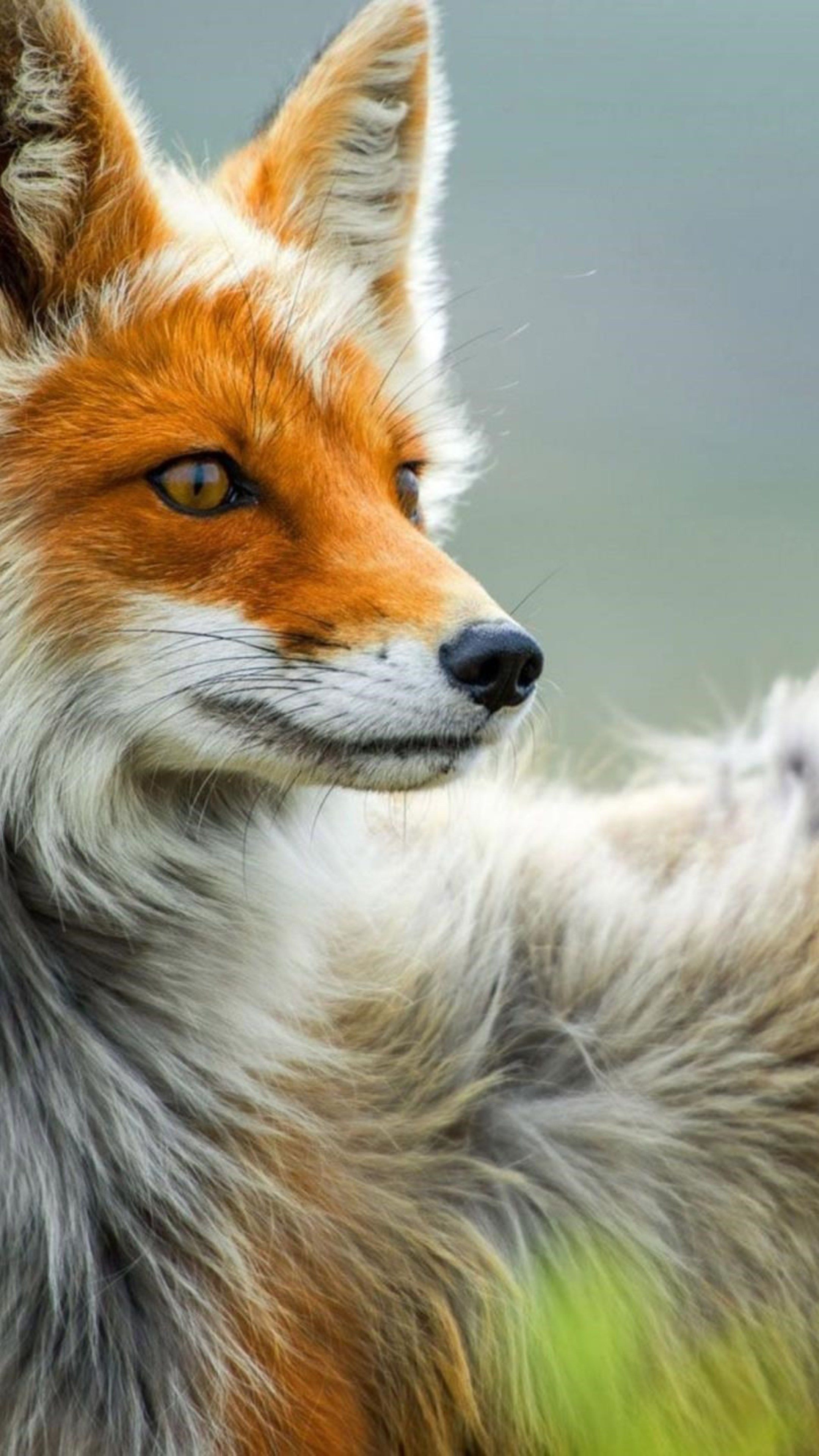 Beautiful Fox Wallpapers