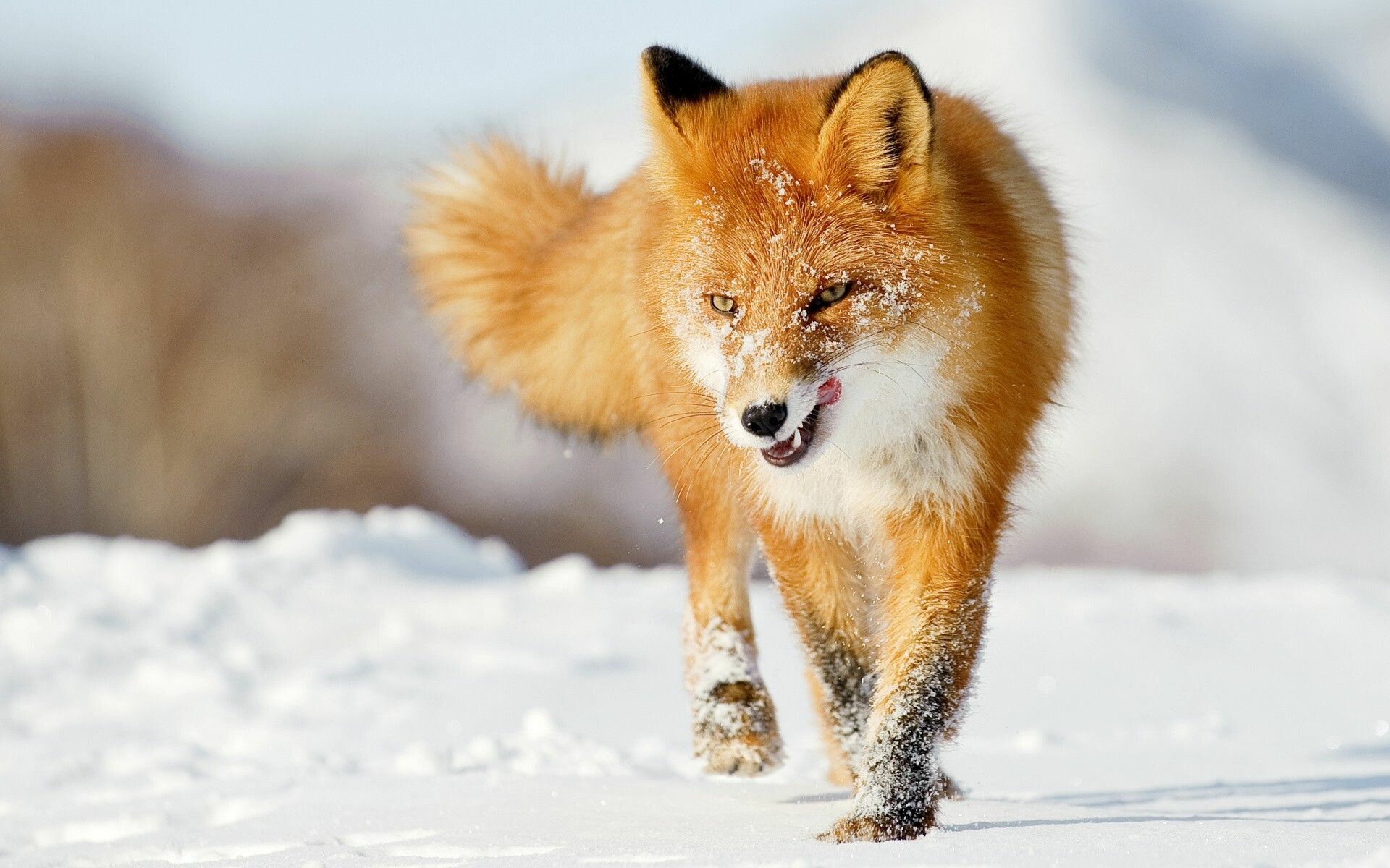 Beautiful Fox Wallpapers