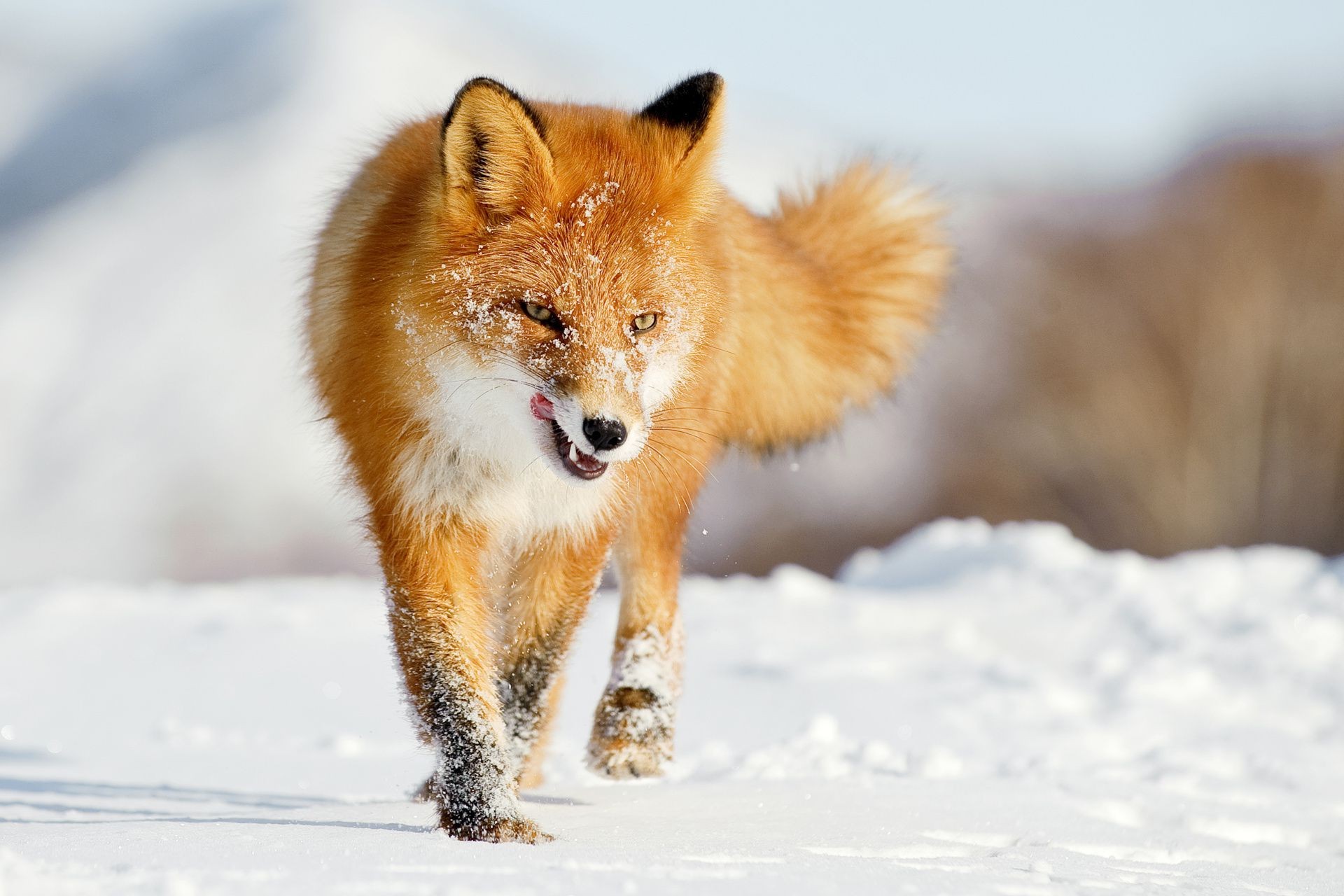 Beautiful Fox Wallpapers