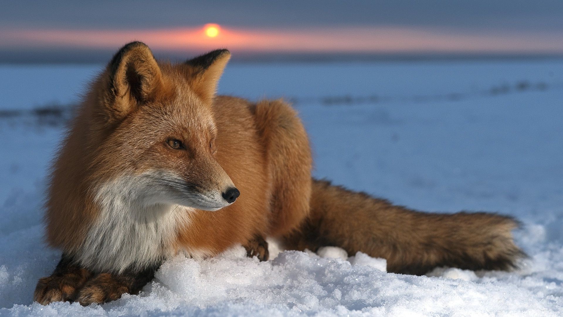 Beautiful Fox Wallpapers