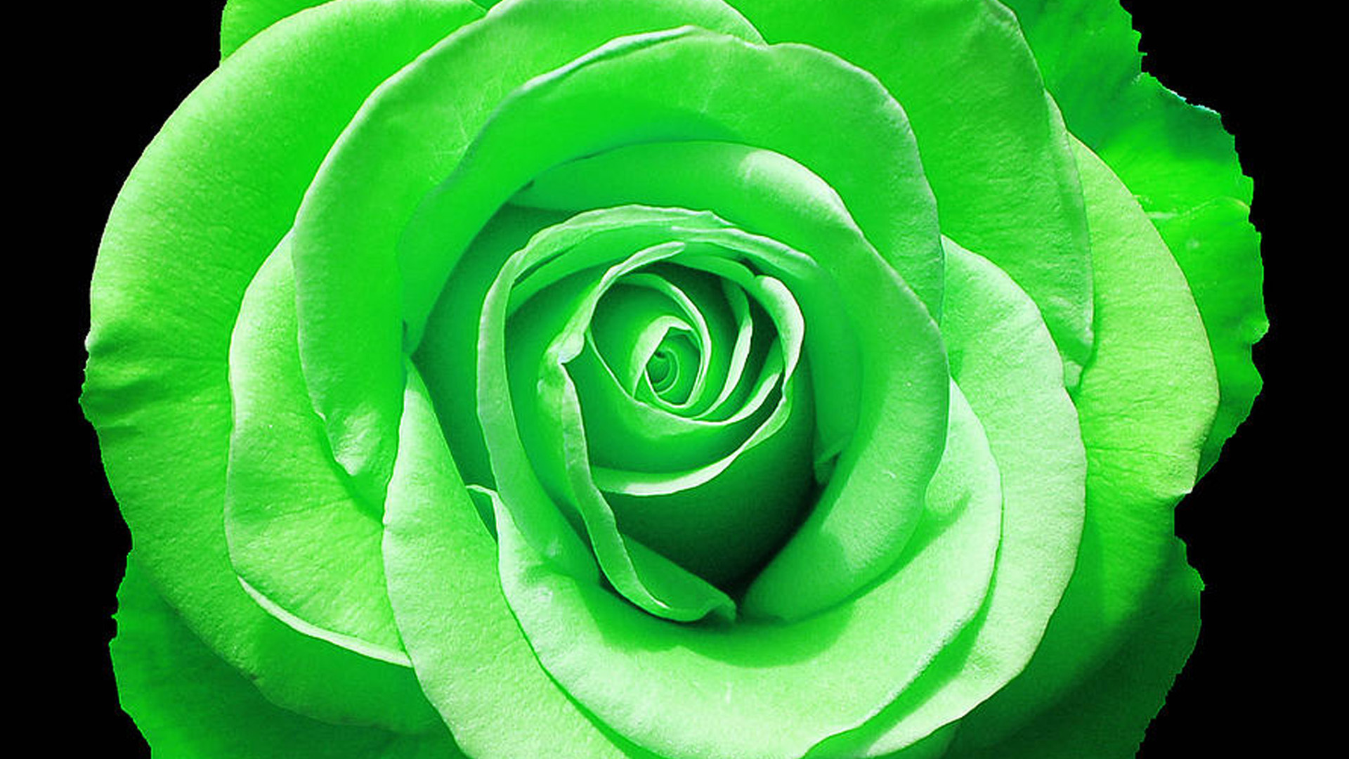 Beautiful Green Rose Wallpaper Wallpapers