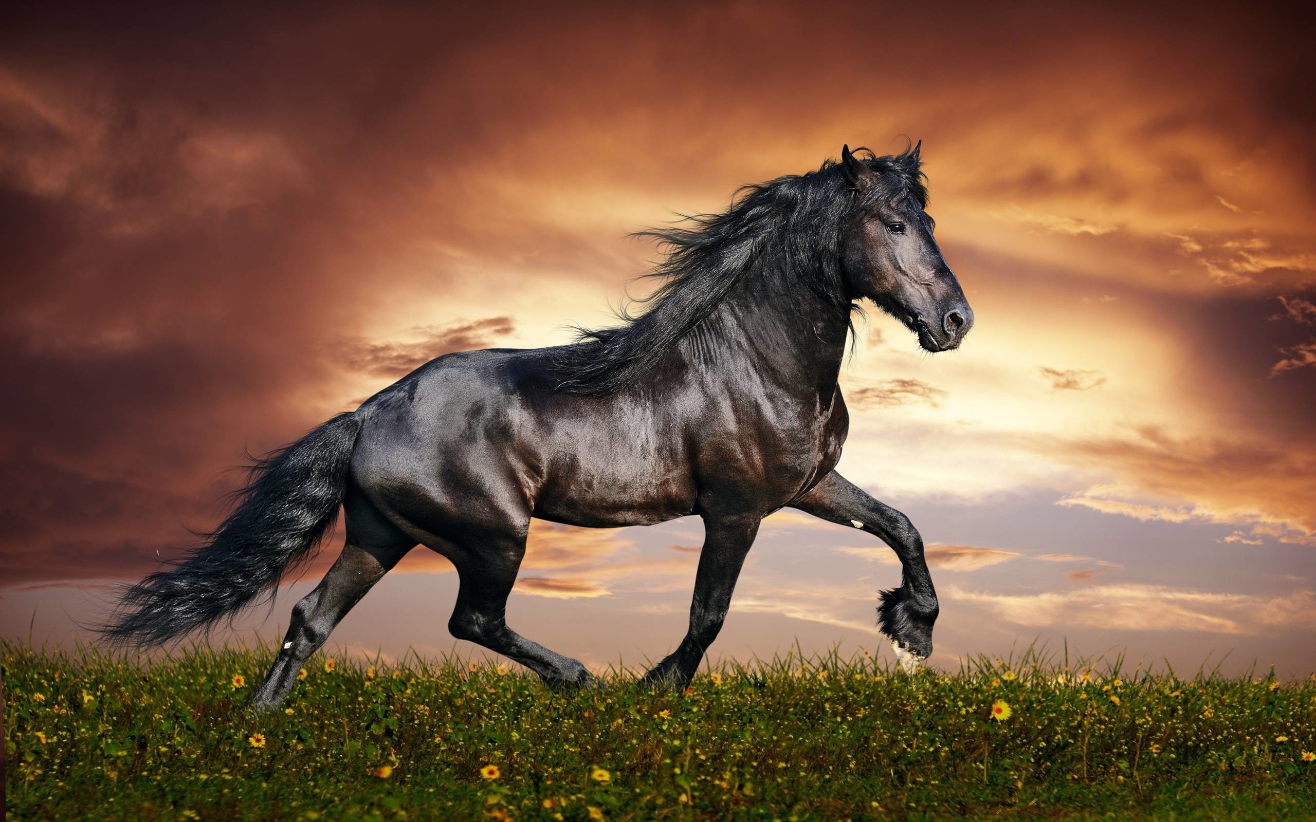 Beautiful Horse Desktop Wallpapers Wallpapers