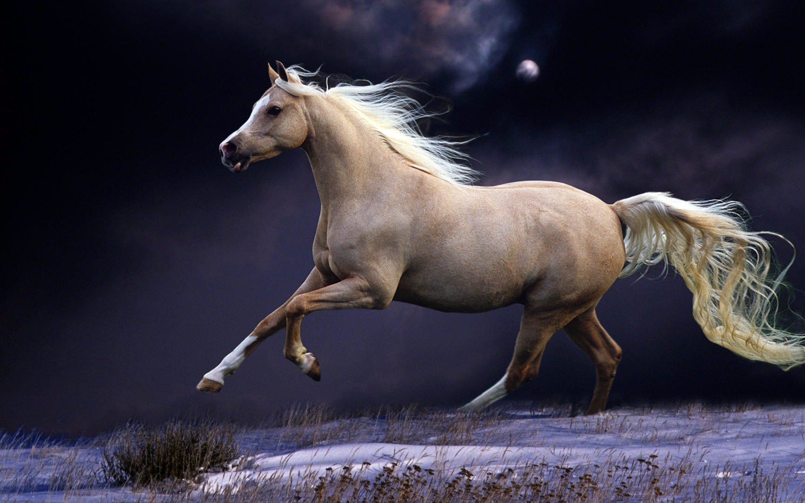 Beautiful Horse Desktop Wallpapers Wallpapers