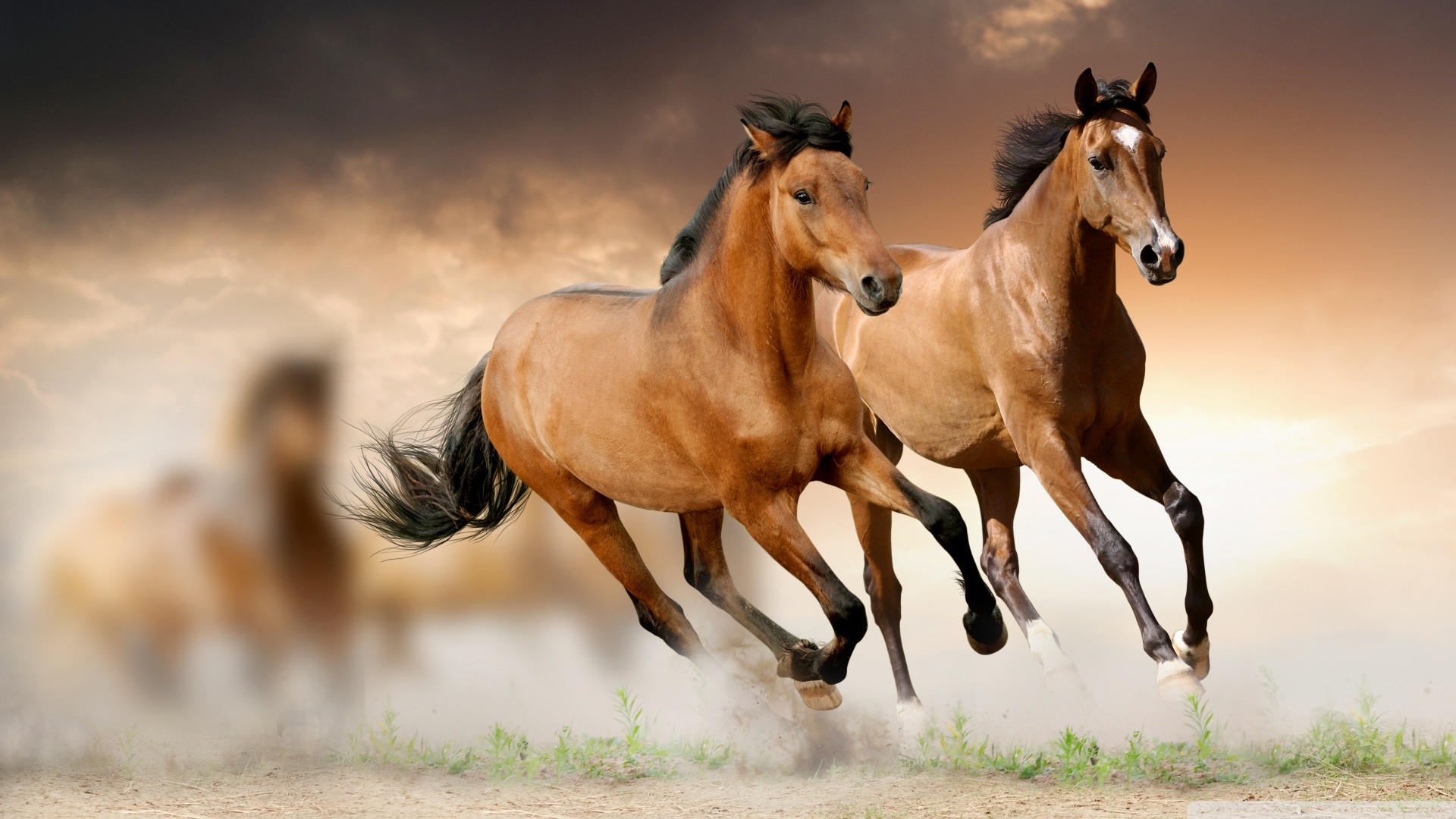 Beautiful Horse Desktop Wallpapers Wallpapers