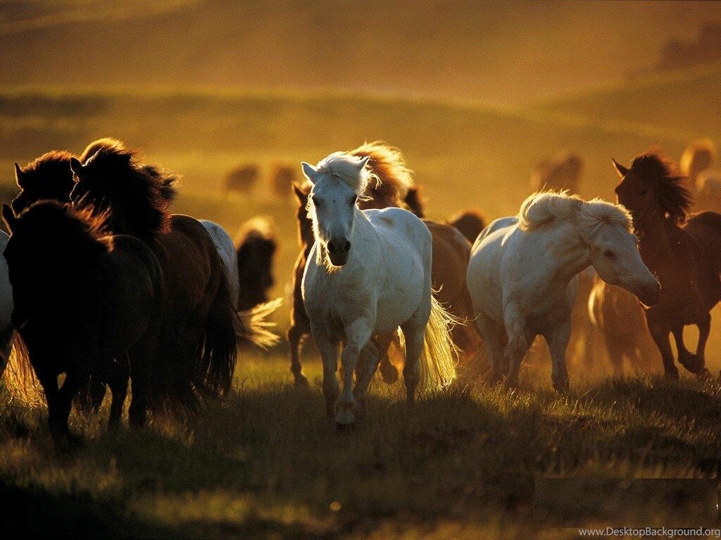 Beautiful Horse Desktop Wallpapers Wallpapers