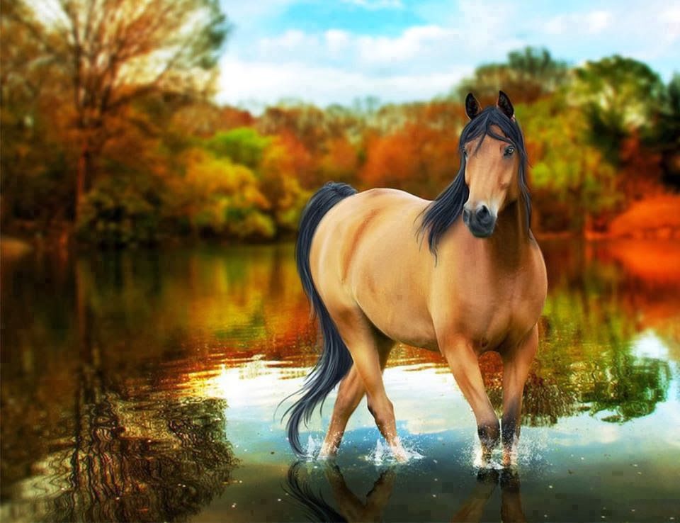 Beautiful Horse Desktop Wallpapers Wallpapers