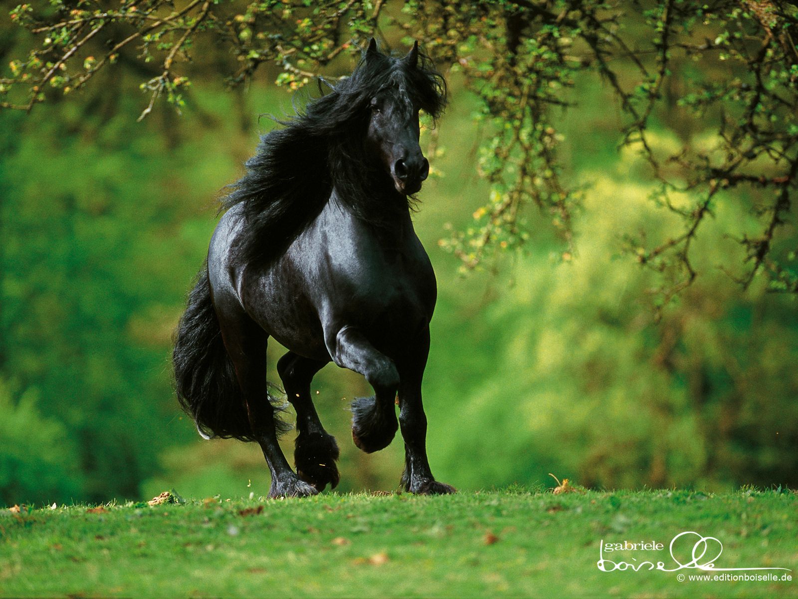 Beautiful Horse Desktop Wallpapers Wallpapers