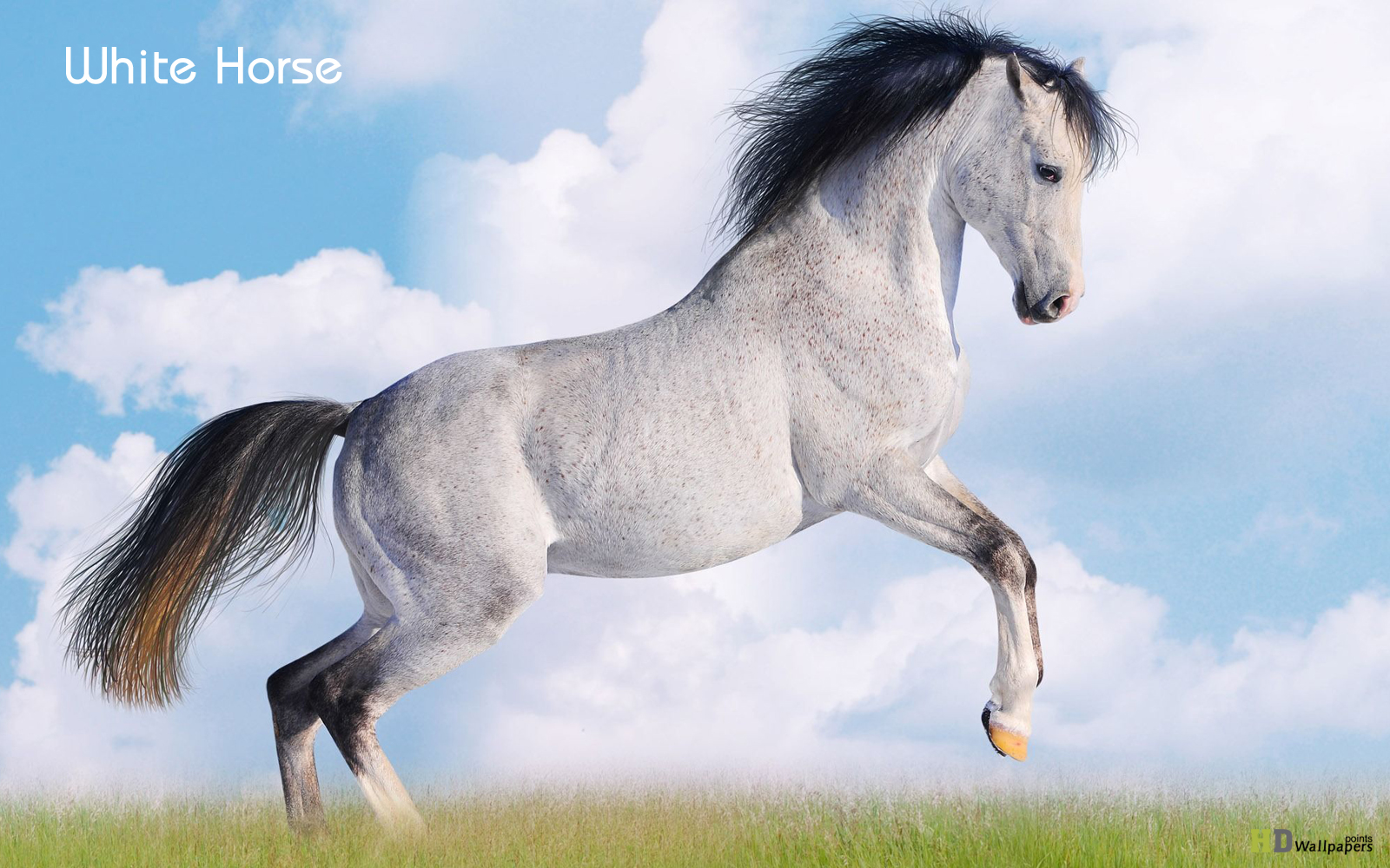 Beautiful Horse Desktop Wallpapers Wallpapers