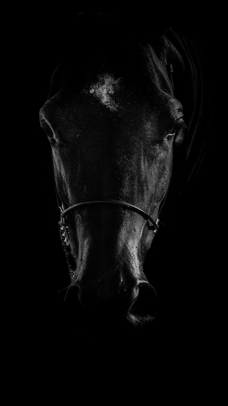 Beautiful Horse Iphone Wallpapers