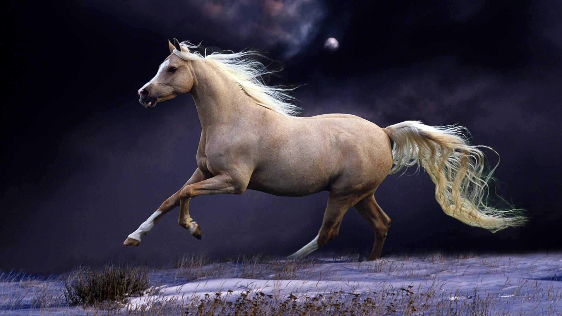 Beautiful Horse Wallpaper Wallpapers