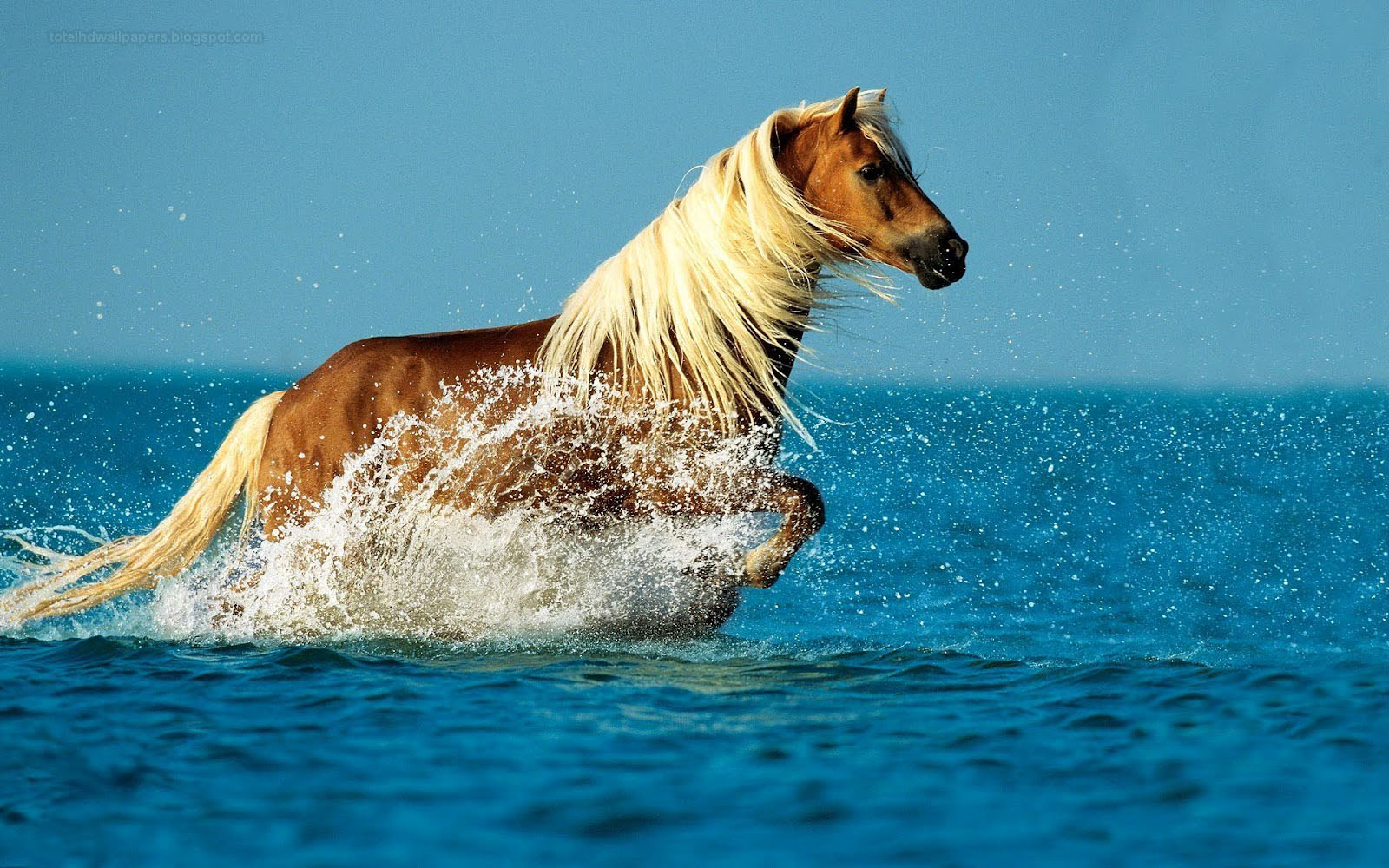 Beautiful Horse Wallpaper Wallpapers