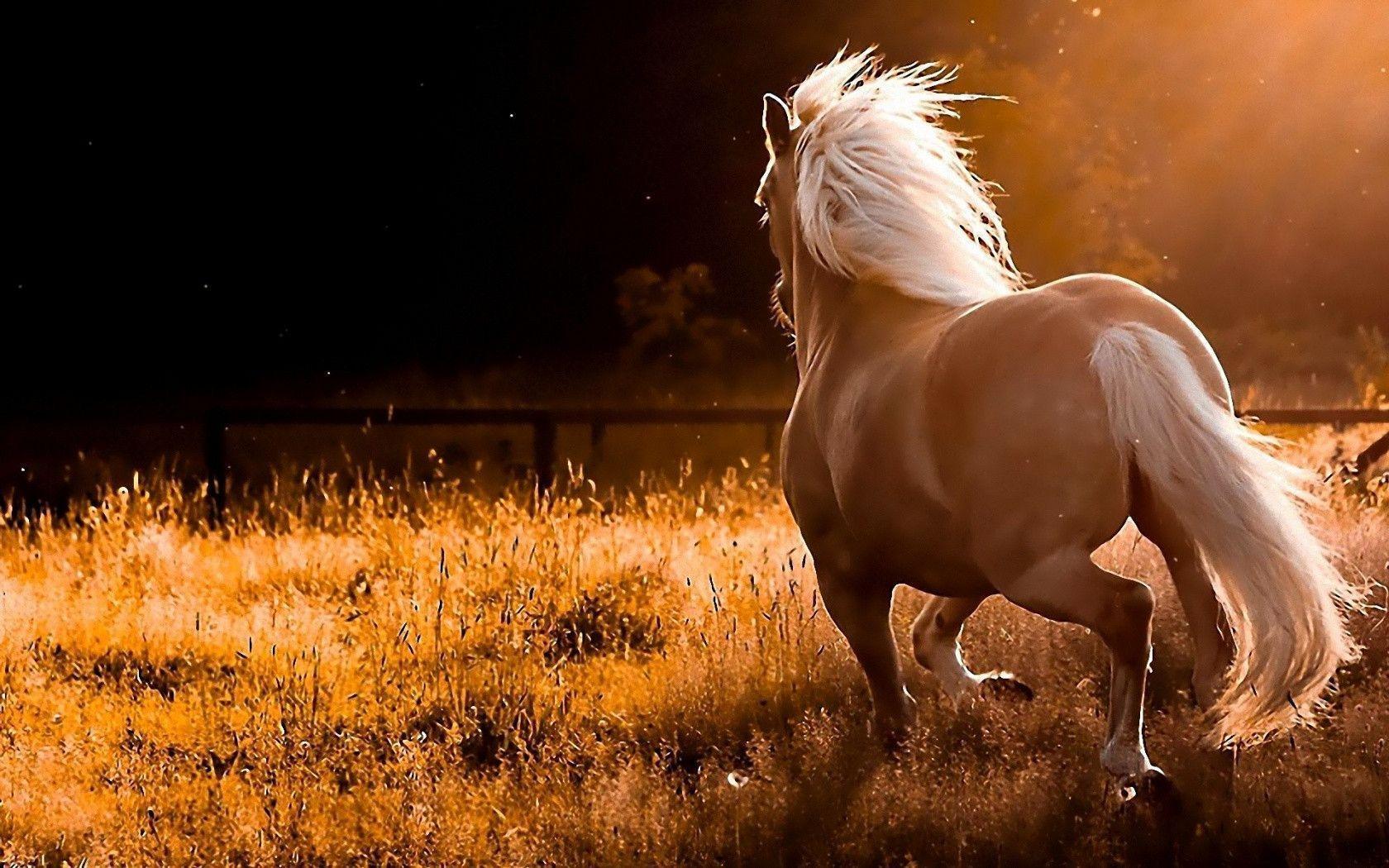 Beautiful Horses Wallpapers